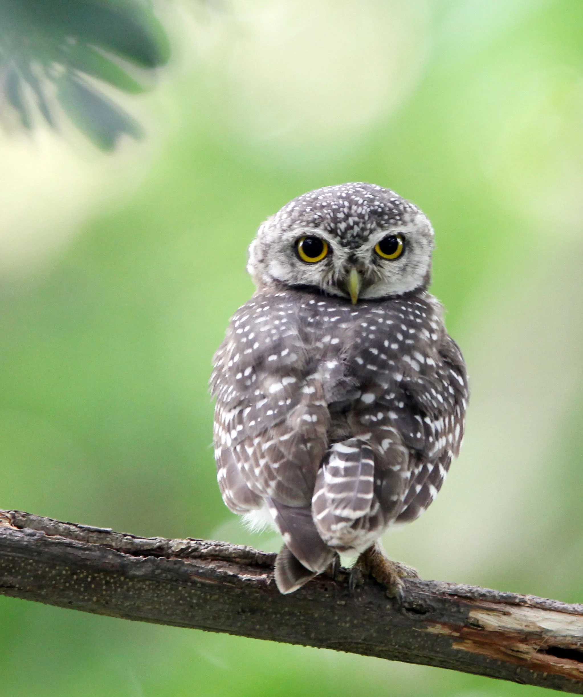 Athene brama - SPOTTED OWLET - AYUTTHAYA THAILAND (20).JPG