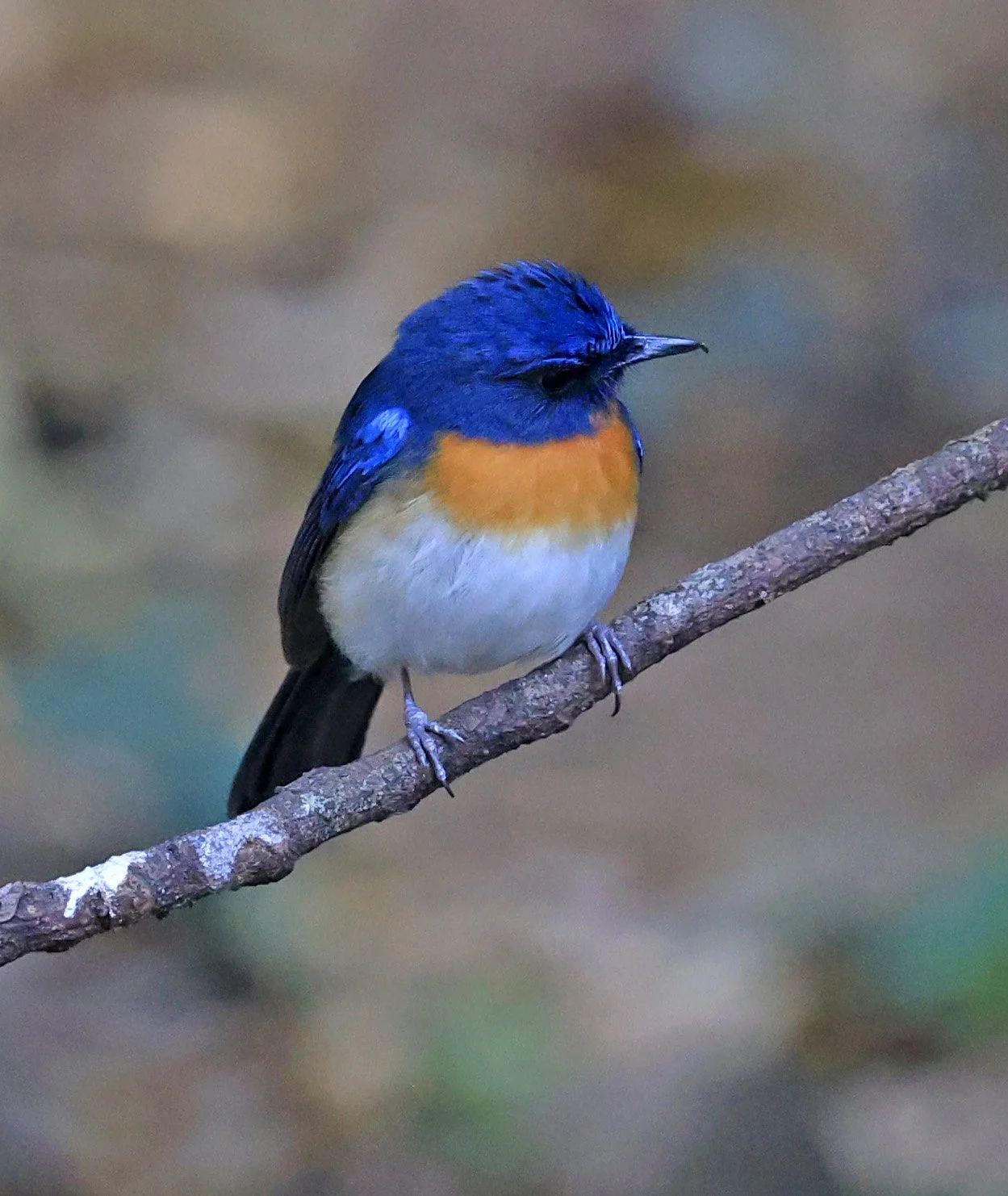 Indochinese Blue Flycatcher (Cyornis sumatrensis) Kaeng Krachan National Park ESS Expedition 2026 (42).jpg