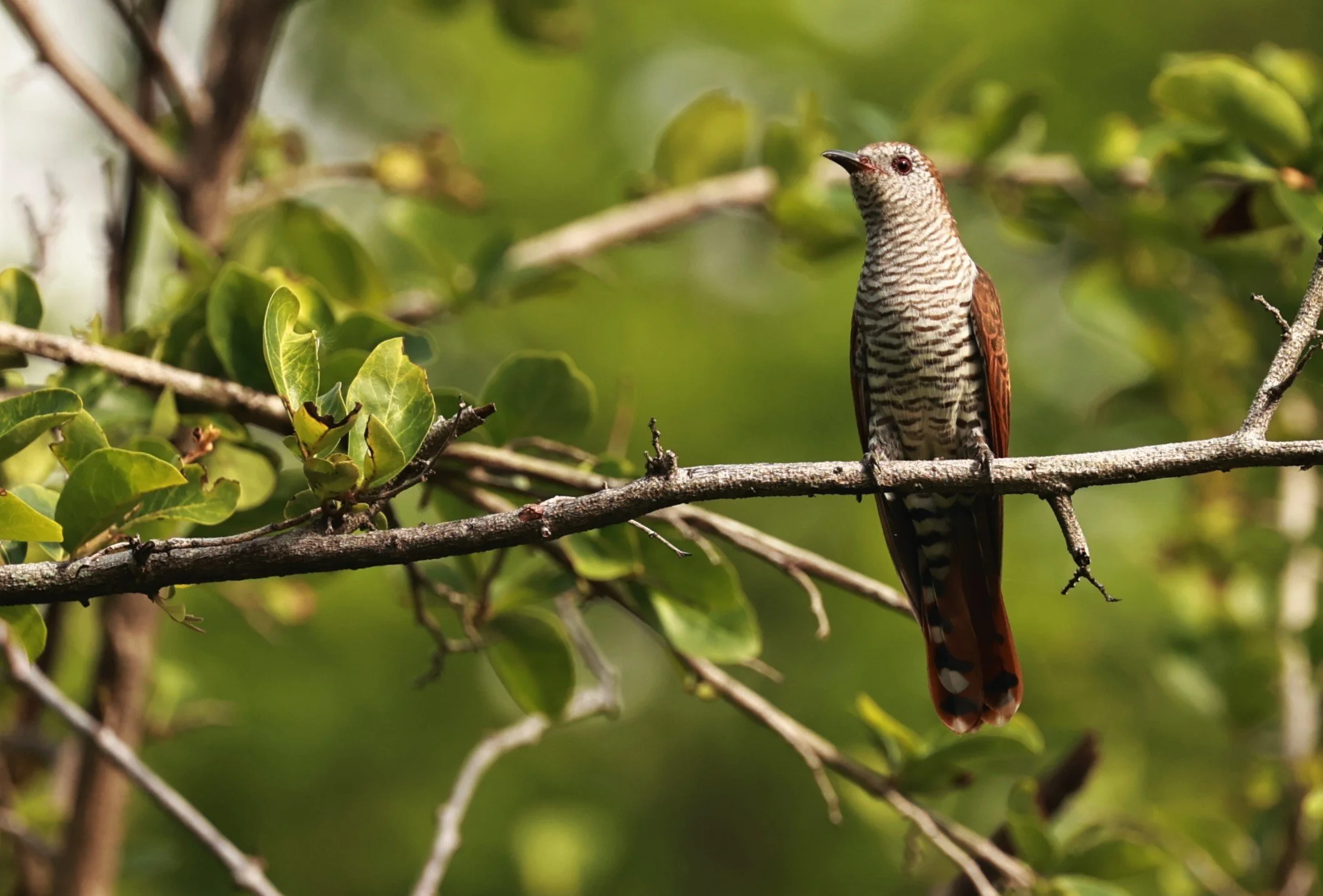 Violet Cuckoo (Chrysococcyx xanthorhynchus) Rama IX Park Bangkok (55).jpg