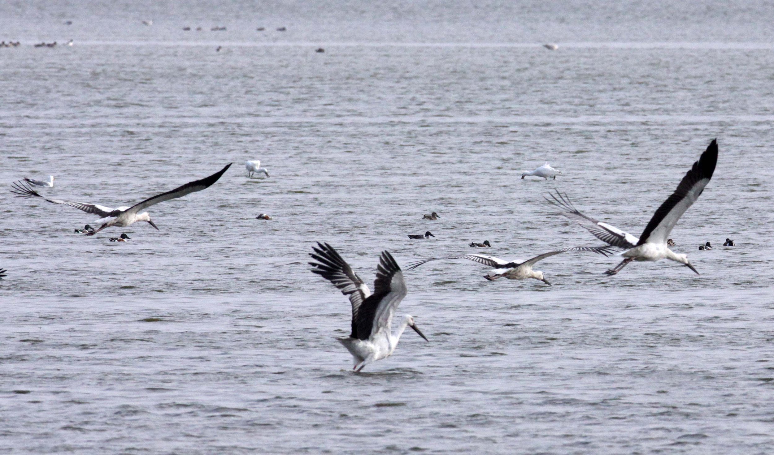 STORK - ORIENTAL STORK - Ciconia boyciana - YANCHENG CHINA (22).JPG