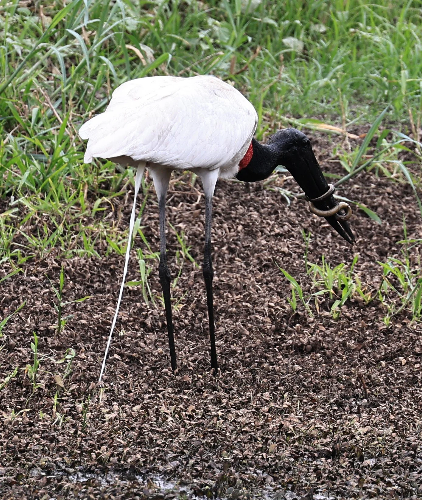 Jabiru (Jabiru mycteria) Agua Dulce Paraguay (8).jpg