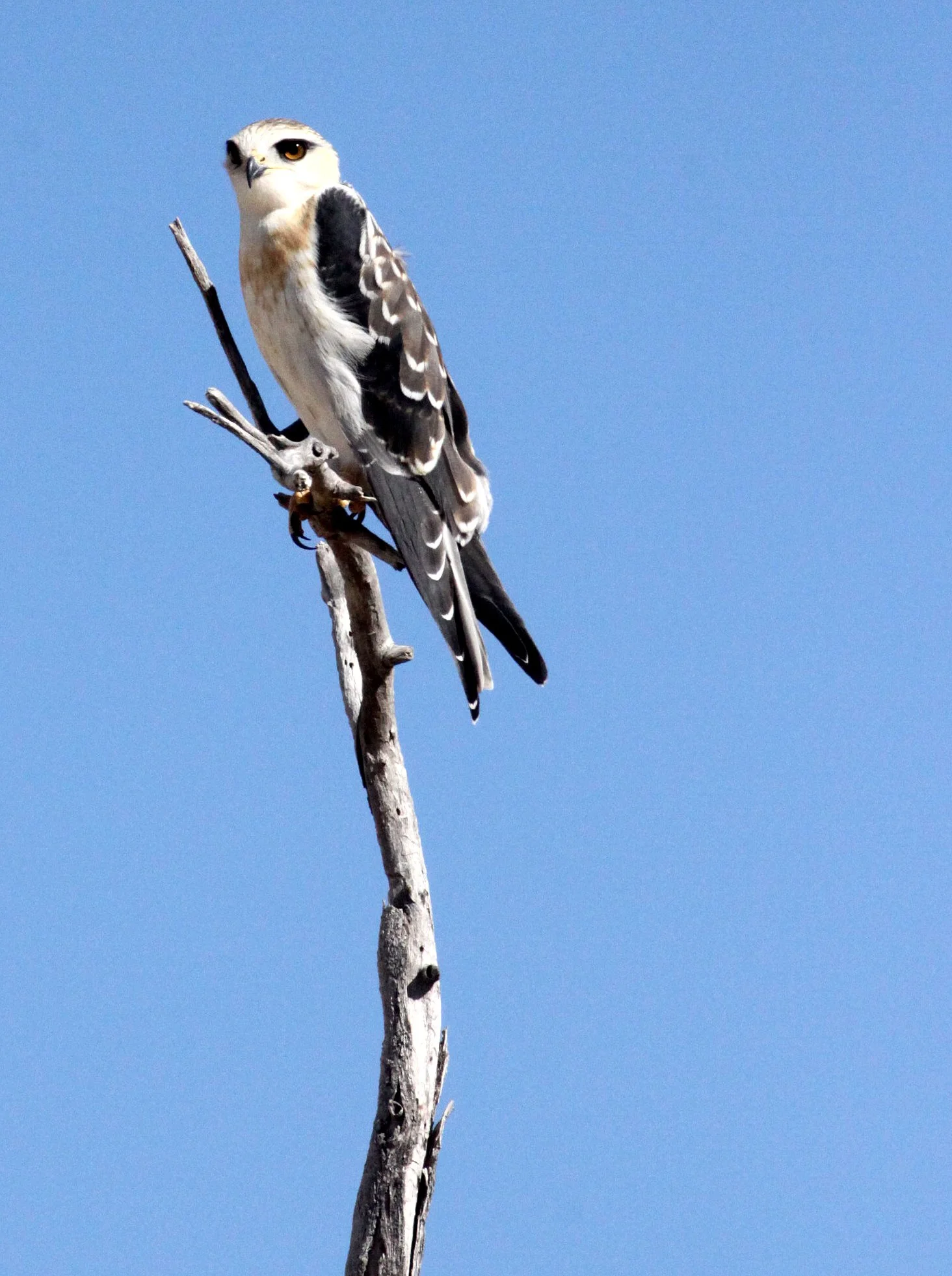 Elanus caeruleus caeruleus - BLACK-SHOULDERED KITE - ETOSHA NATIONAL PARK NAMIBIA (4).JPG