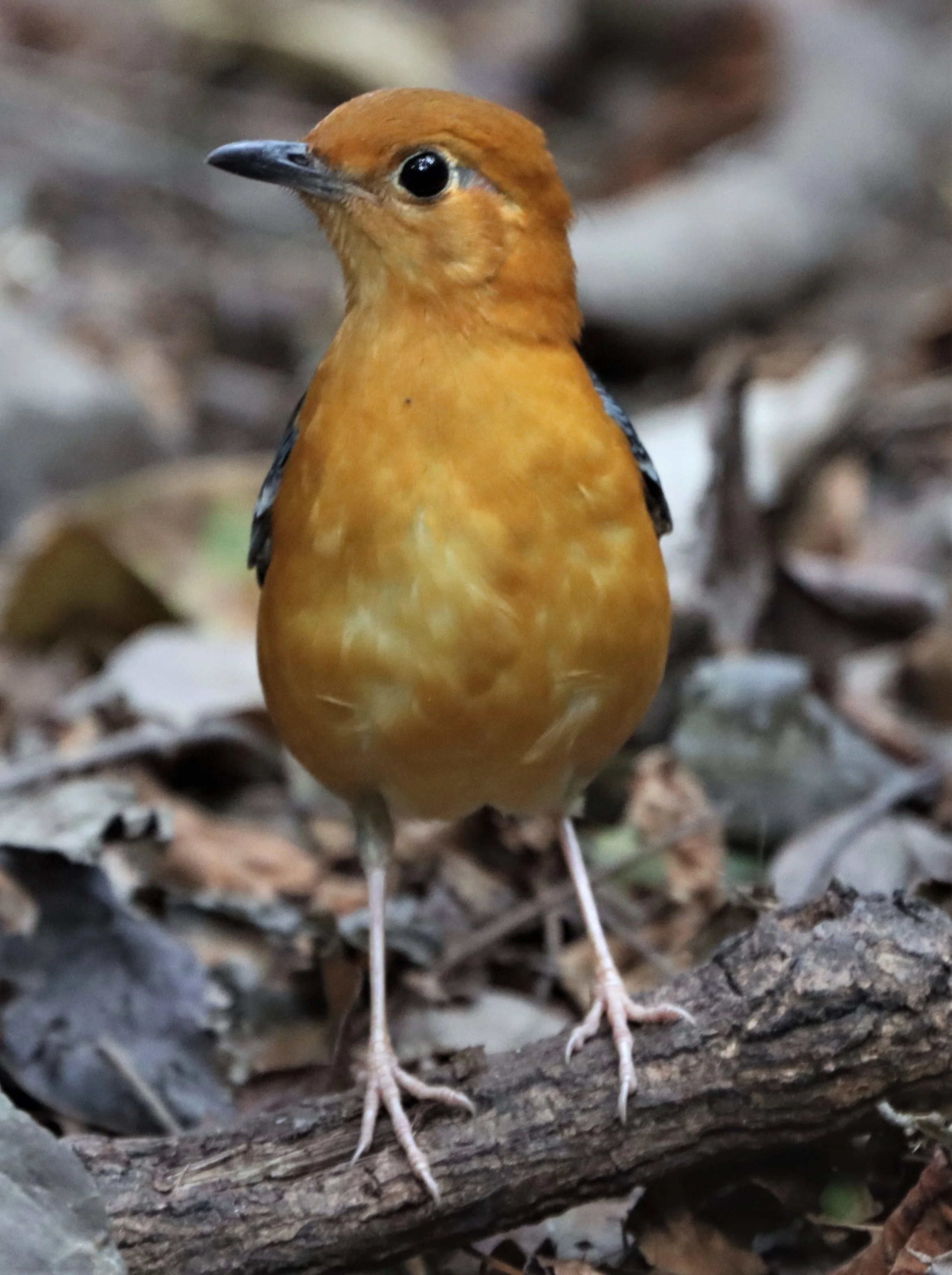 Orange-headed Thrush (Zoothera citrina) Neung Hide Kaeng Krachan NP (25).jpg