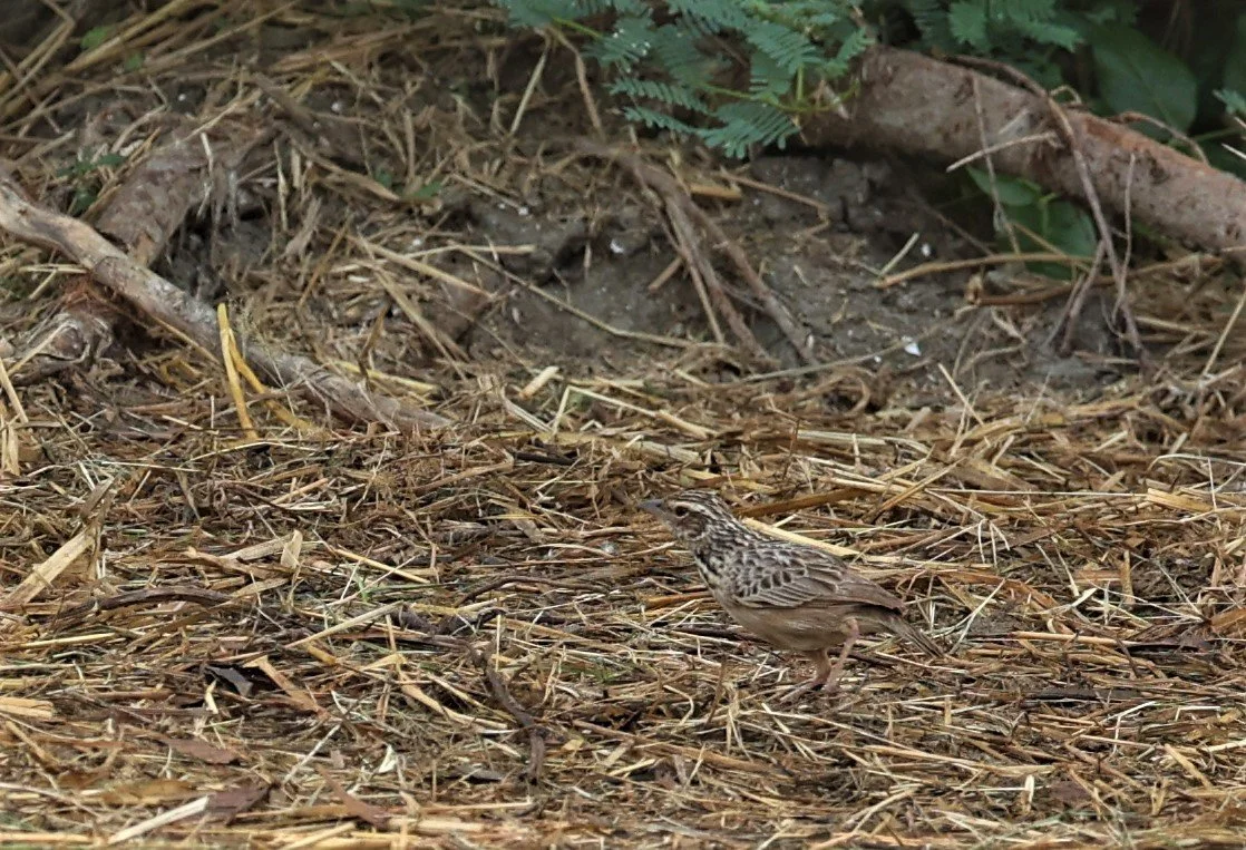 Indochinese Bushlark (Mirafra erythrocephala) Laem Pak Bia Thailand (3).jpg