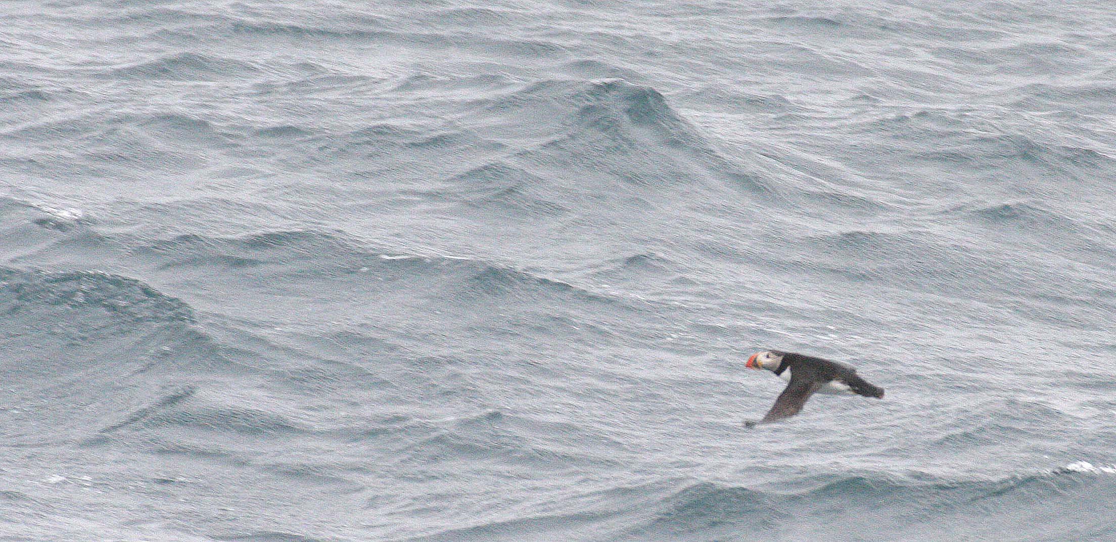 Fratercula arctica - ATLANTIC PUFFIN - SVALBARD (2).jpg