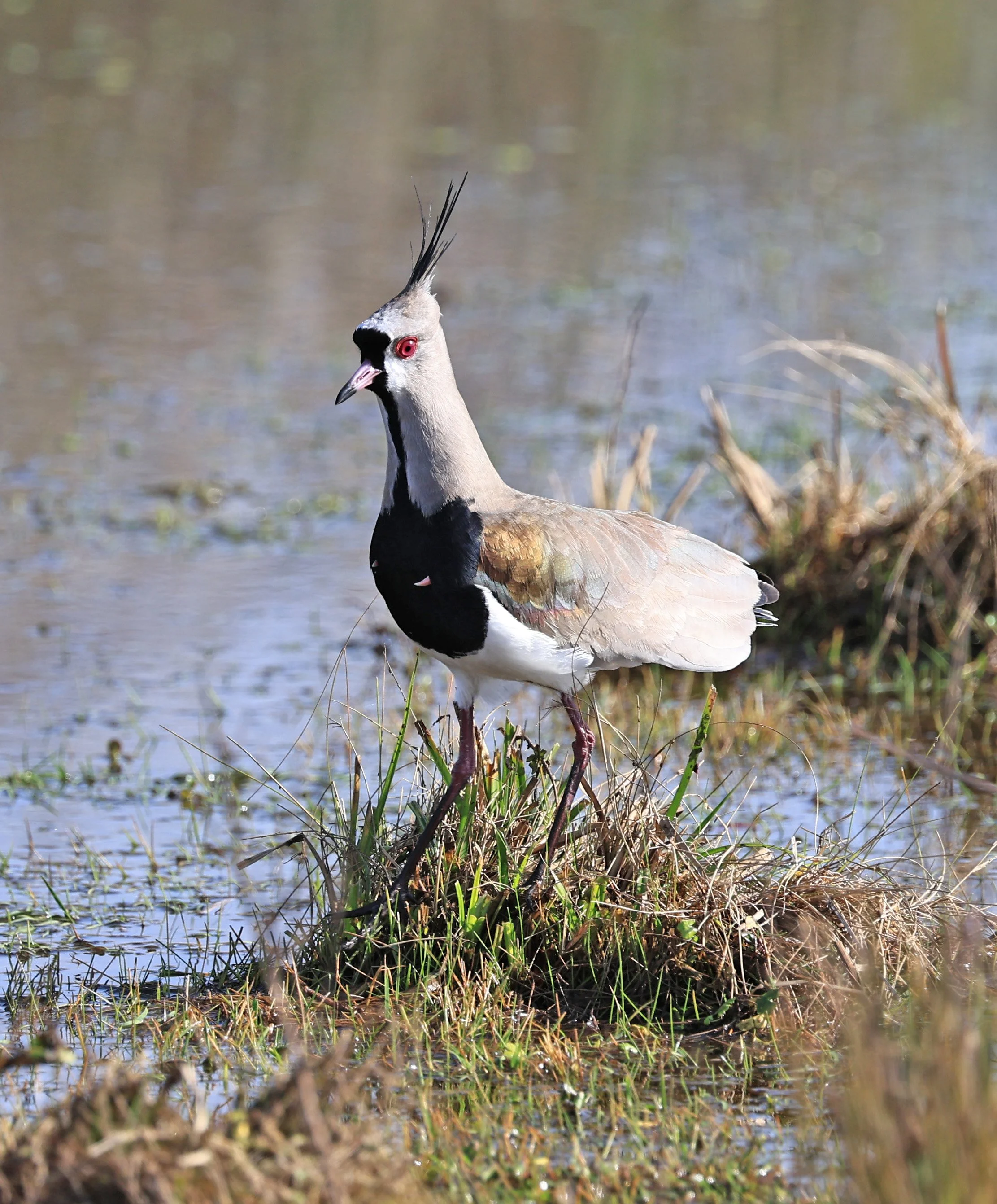 Southern Lapwing (Vanellus chilensis) El Palmar National Park, Entre Rios, Argentina (234).jpg