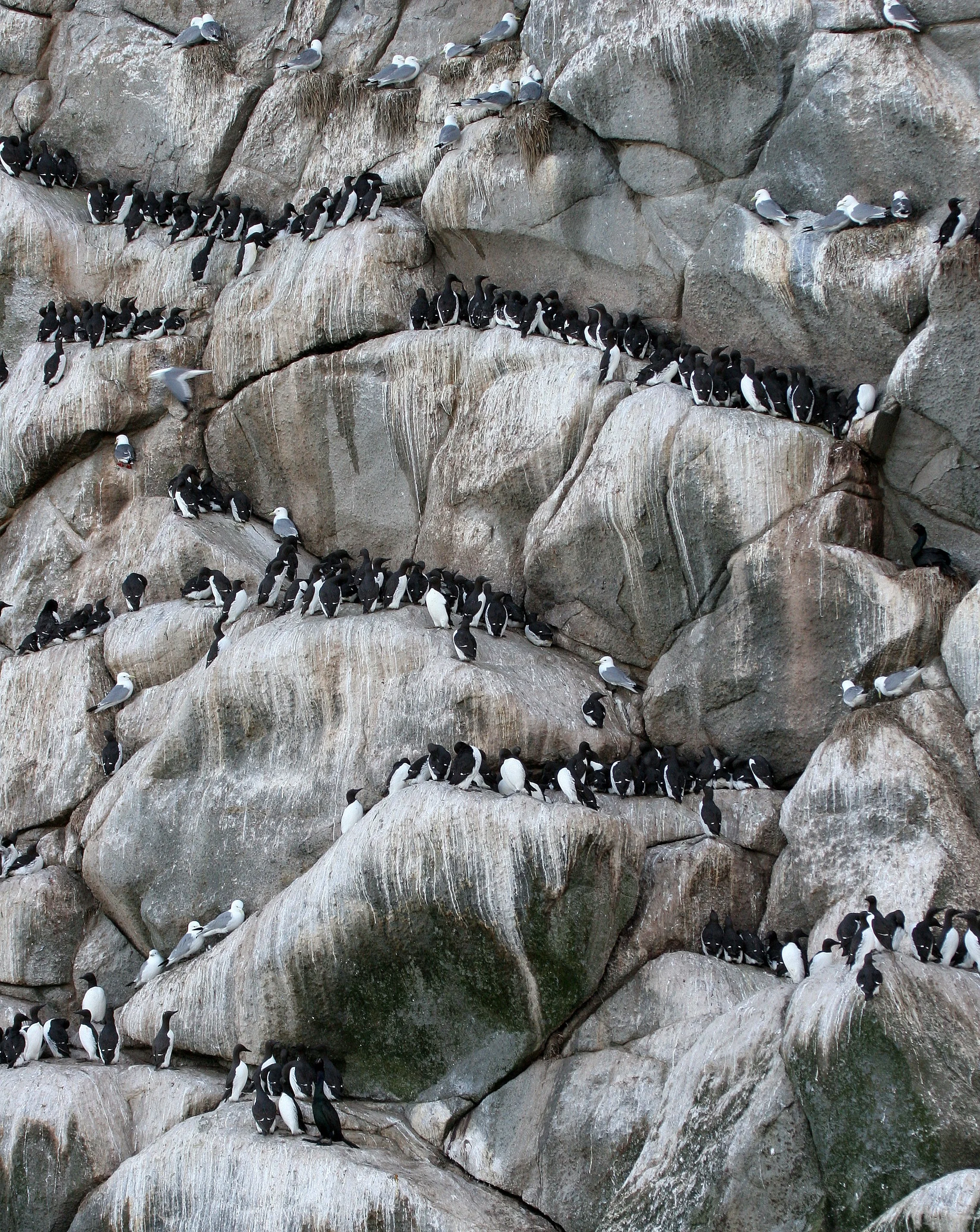 Uria lomvia eleonorae - THICK AND THIN-BILLED MURRES MIXED WITH KITTIWAKES AND RED-FACED CORMORANTS - BIRD BAZAARS COMMANDERS  (6).jpg