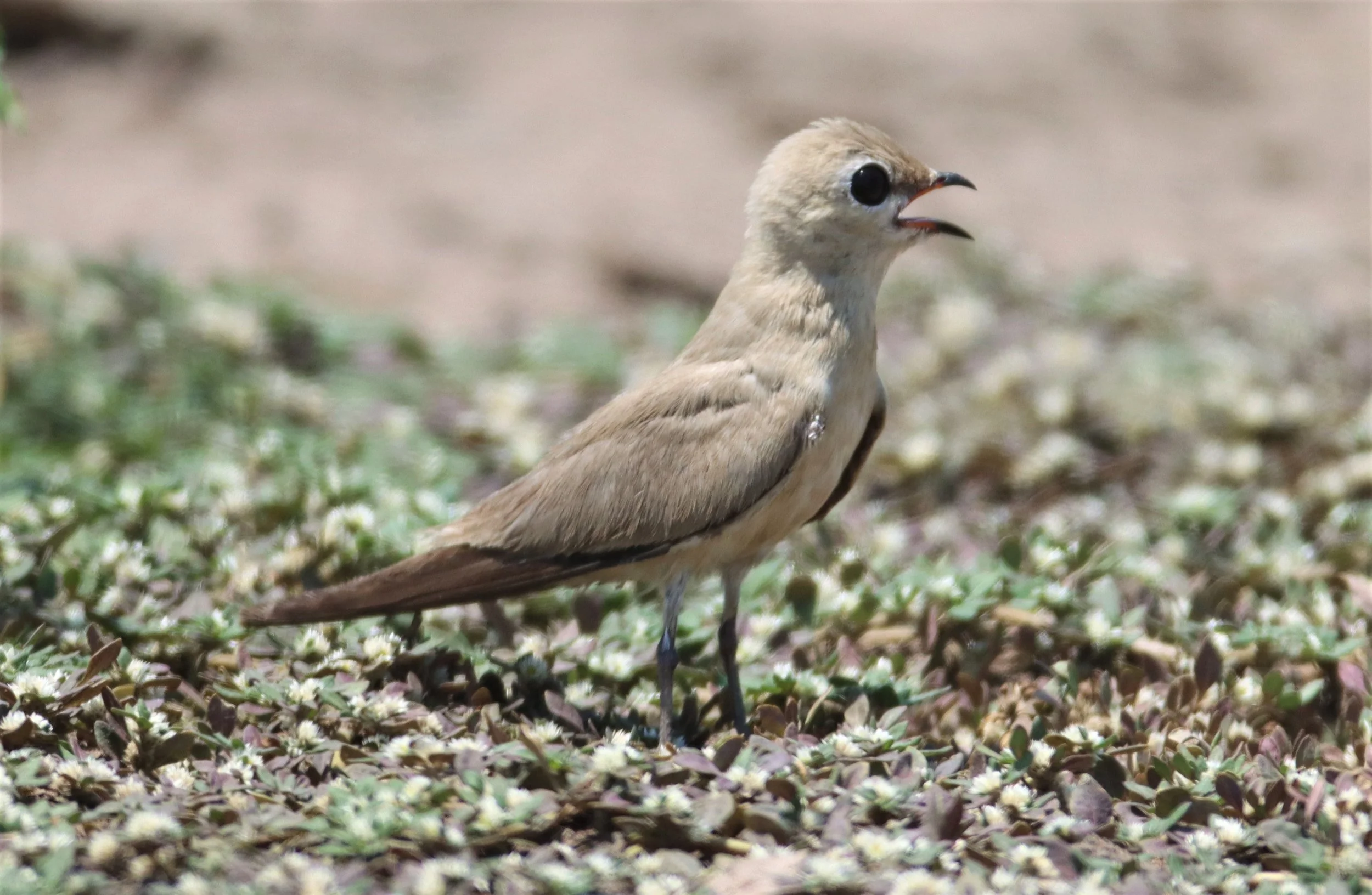 PRATINCOLE - SMALL PRATINCOLE - Glareola lactea - BANG KHAEM WETLANDS NAKHON PATHOM (30).jpg