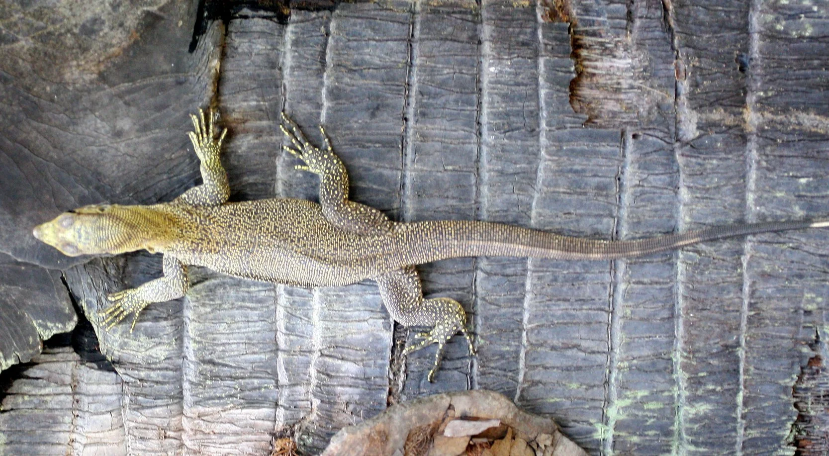 2016 Koh Lanta TheOtherSideVillas - Nature at our Home (134).JPG