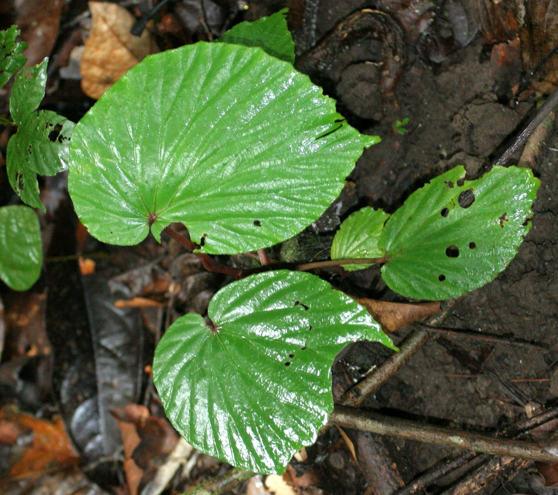DANUM VALLEY - BAGONIA SPECIES.JPG
