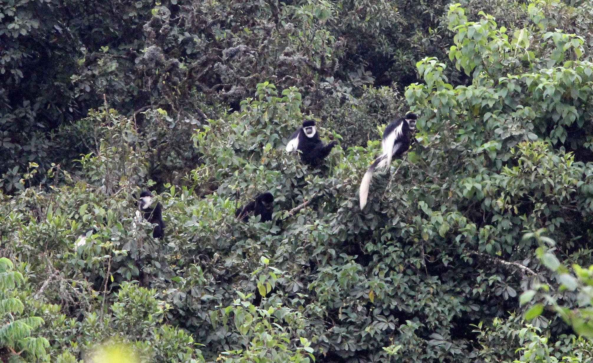 CERCOPITHECIDAE - Colobus guereza gallarum - DJAFFA MOUNTAINS GUEREZA - BALE MOUNTAINS NATIONAL PARK ETHIOPIA (11).JPG