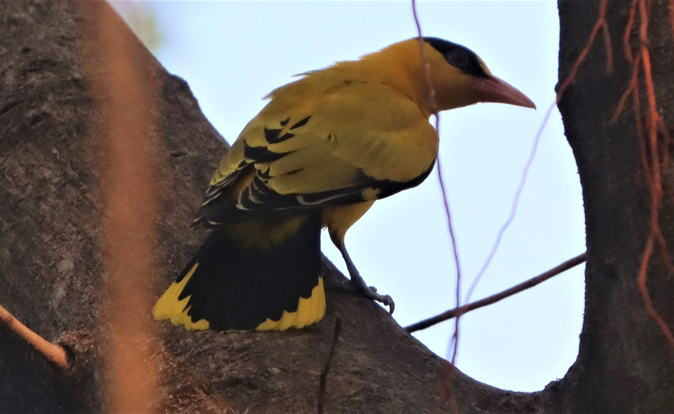 Black-napped Oriole (Oriolus chinensis) Rama 9 Park Bangkok (35).jpg