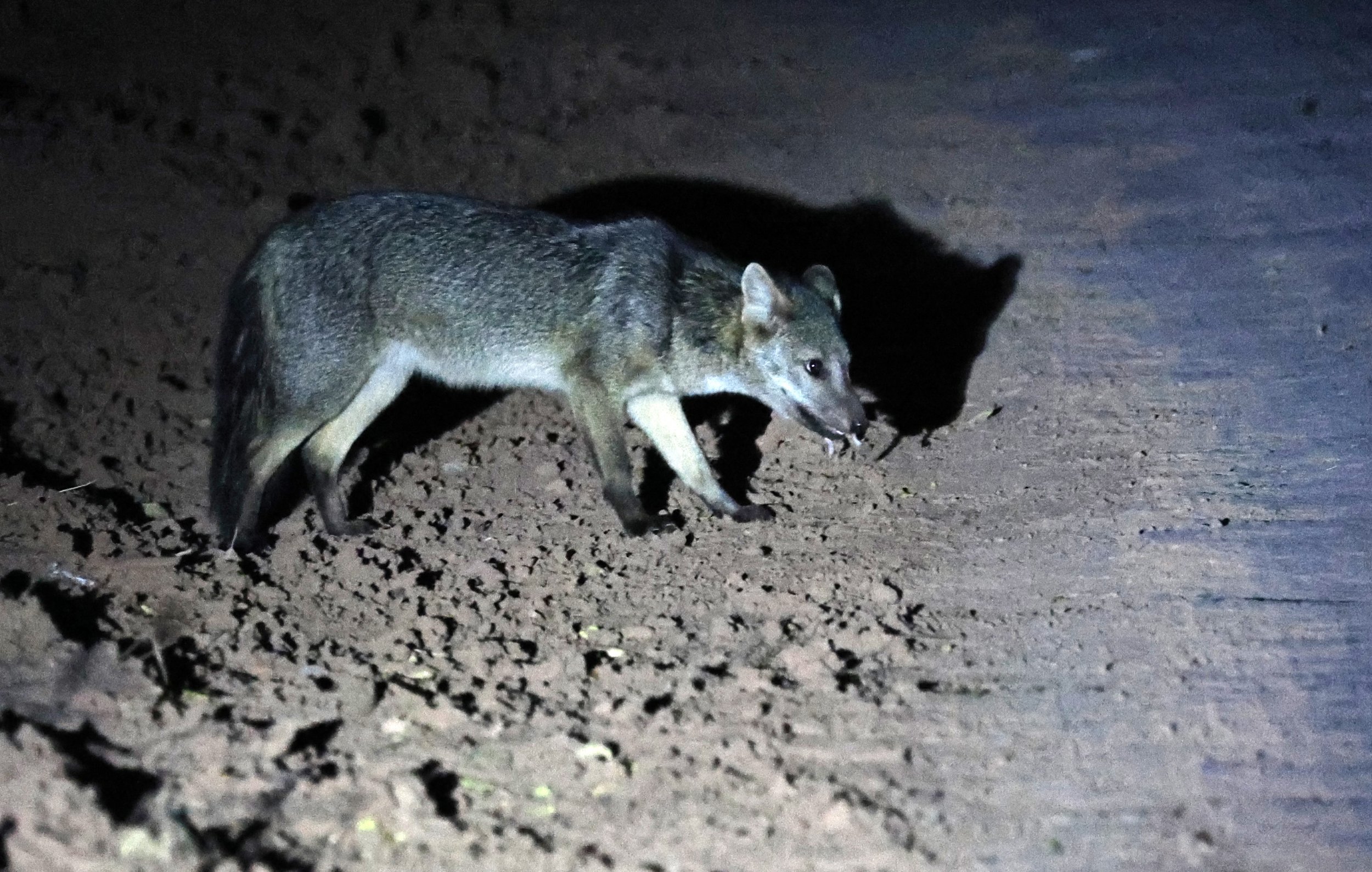 Crab-eating Fox (Cerdocyon thous) Agua Dulce Paraguay (44).jpg