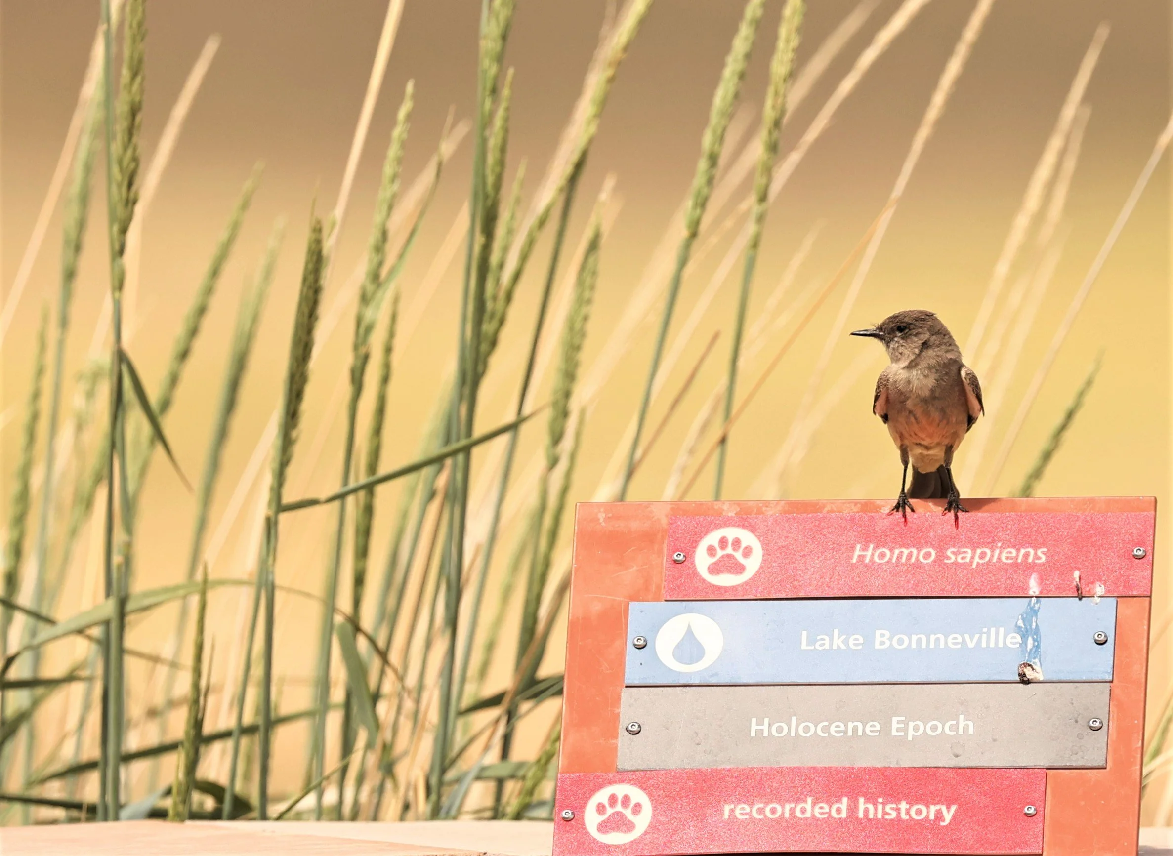 Sayornis saya - SAY'S PHOEBE - FOSSIL BUTTES NATIONAL MONUMENT WYOMING (4).jpg