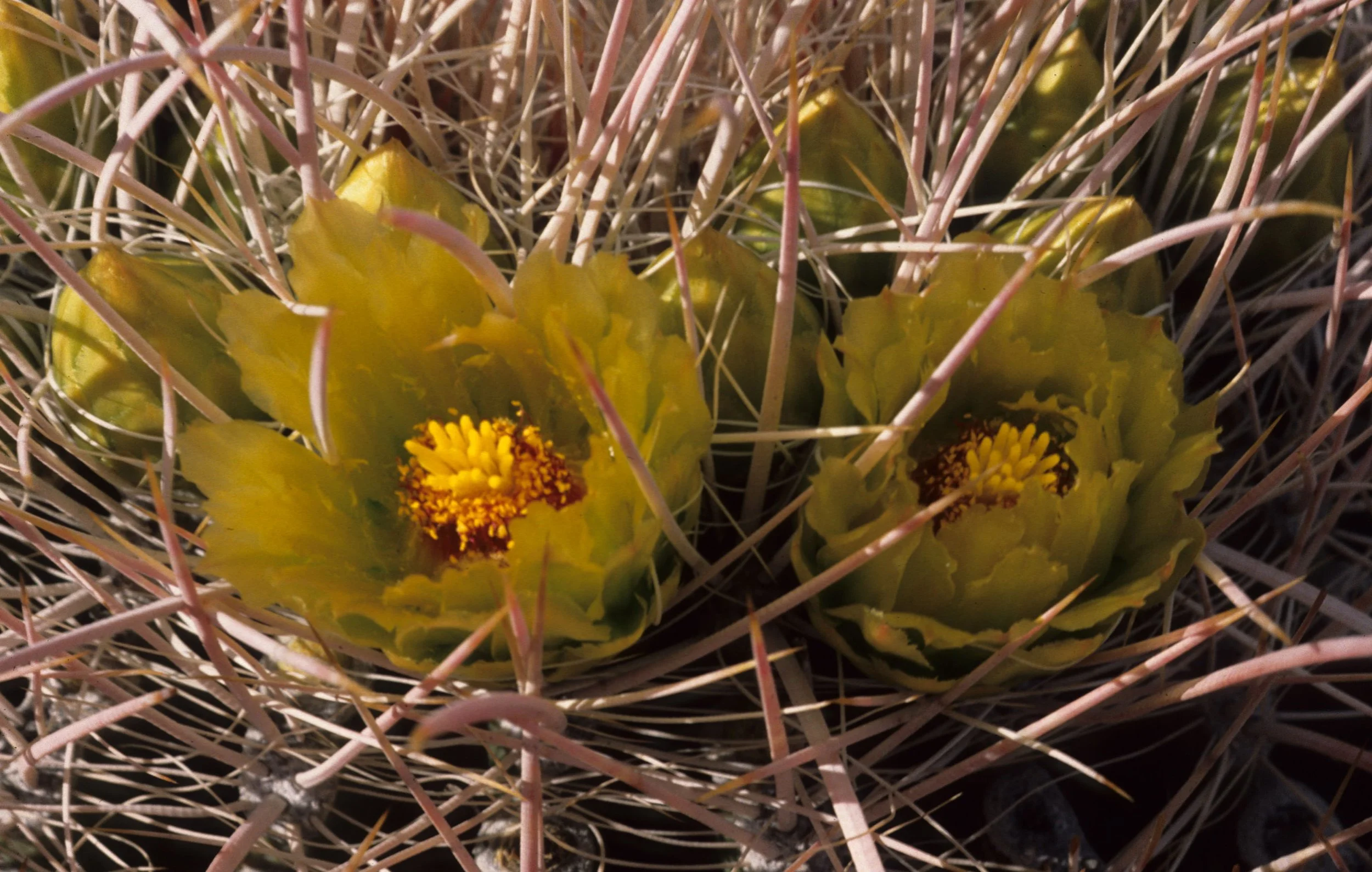 ANZA BORREGO - FEROCACTUS SPECIES - BARREL CACTUS.jpg