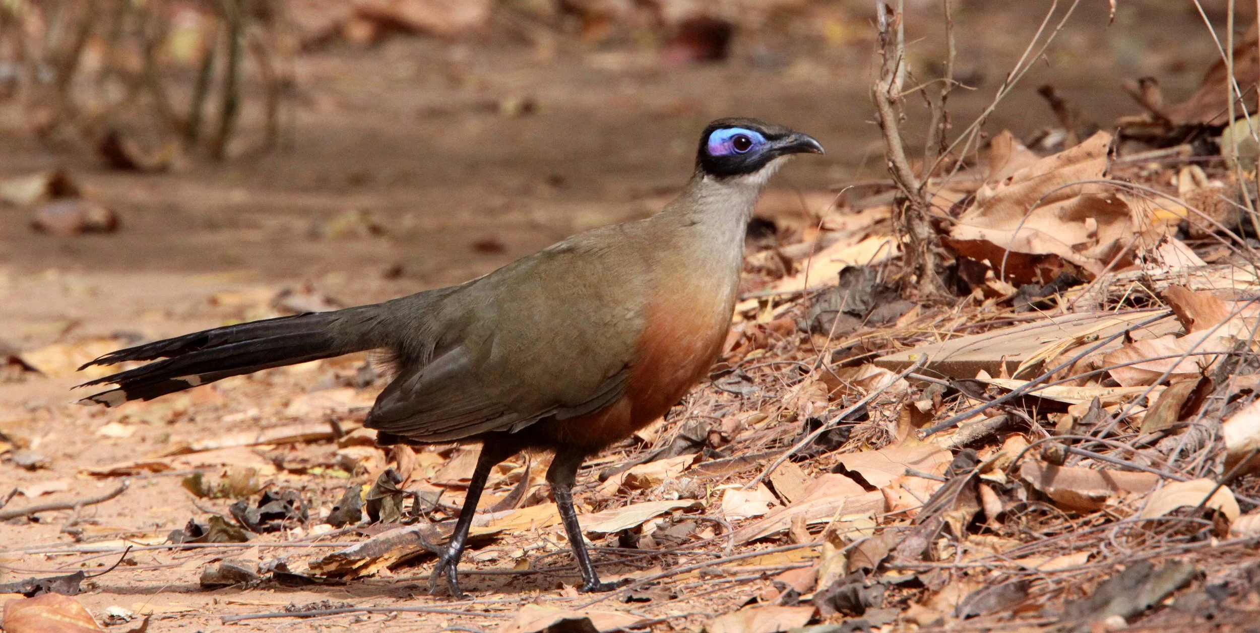 Giant Coua (Coua gigas) Kirindy NP Madagascar (11).JPG