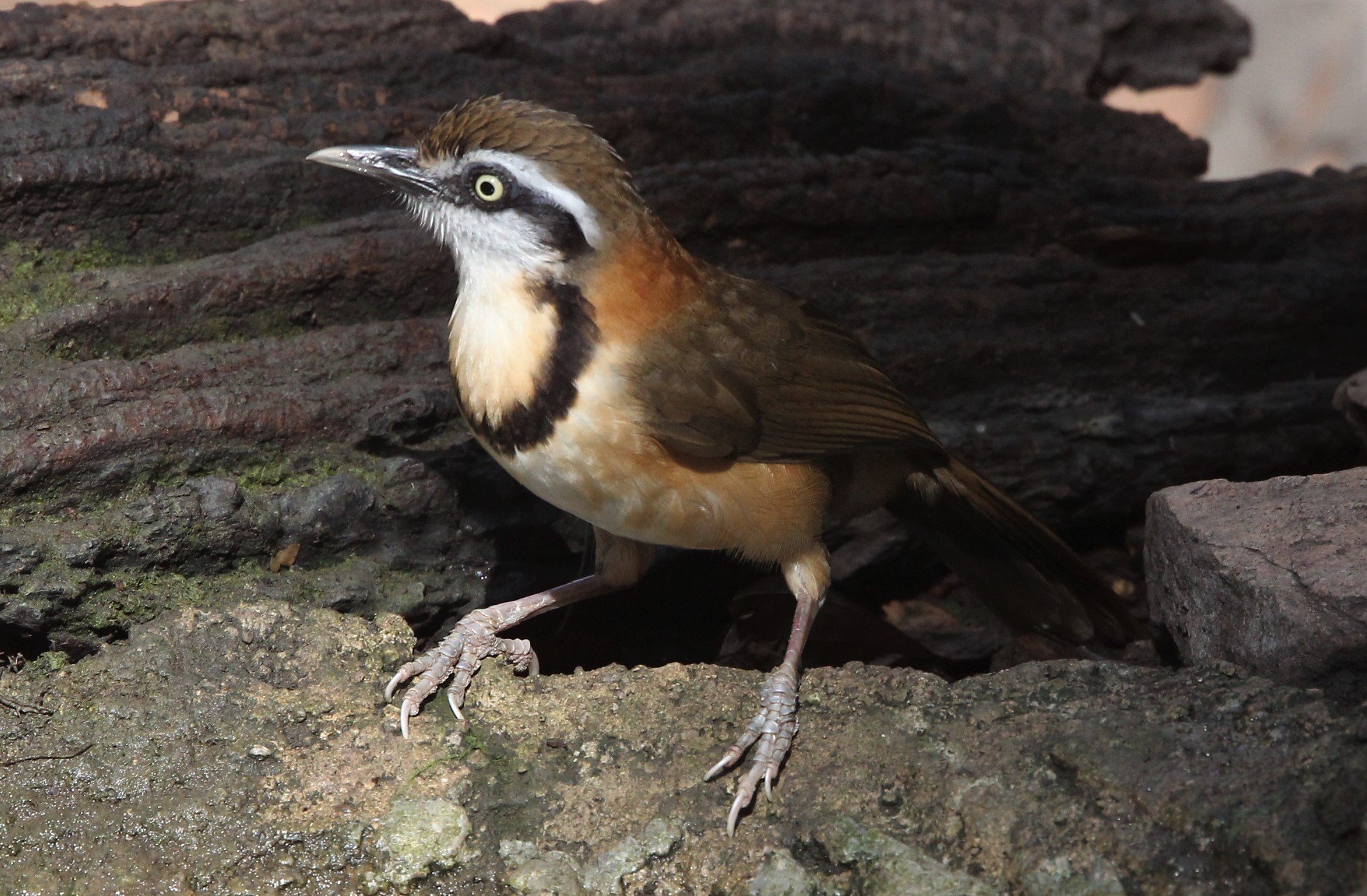 LAUGHINGTHRUSH - LESSER NECKLACED LAUGHINGTHRUSH - Garrulax monileger - LUNG SIN HIDE, KAENG KRACHAN L (6).jpg
