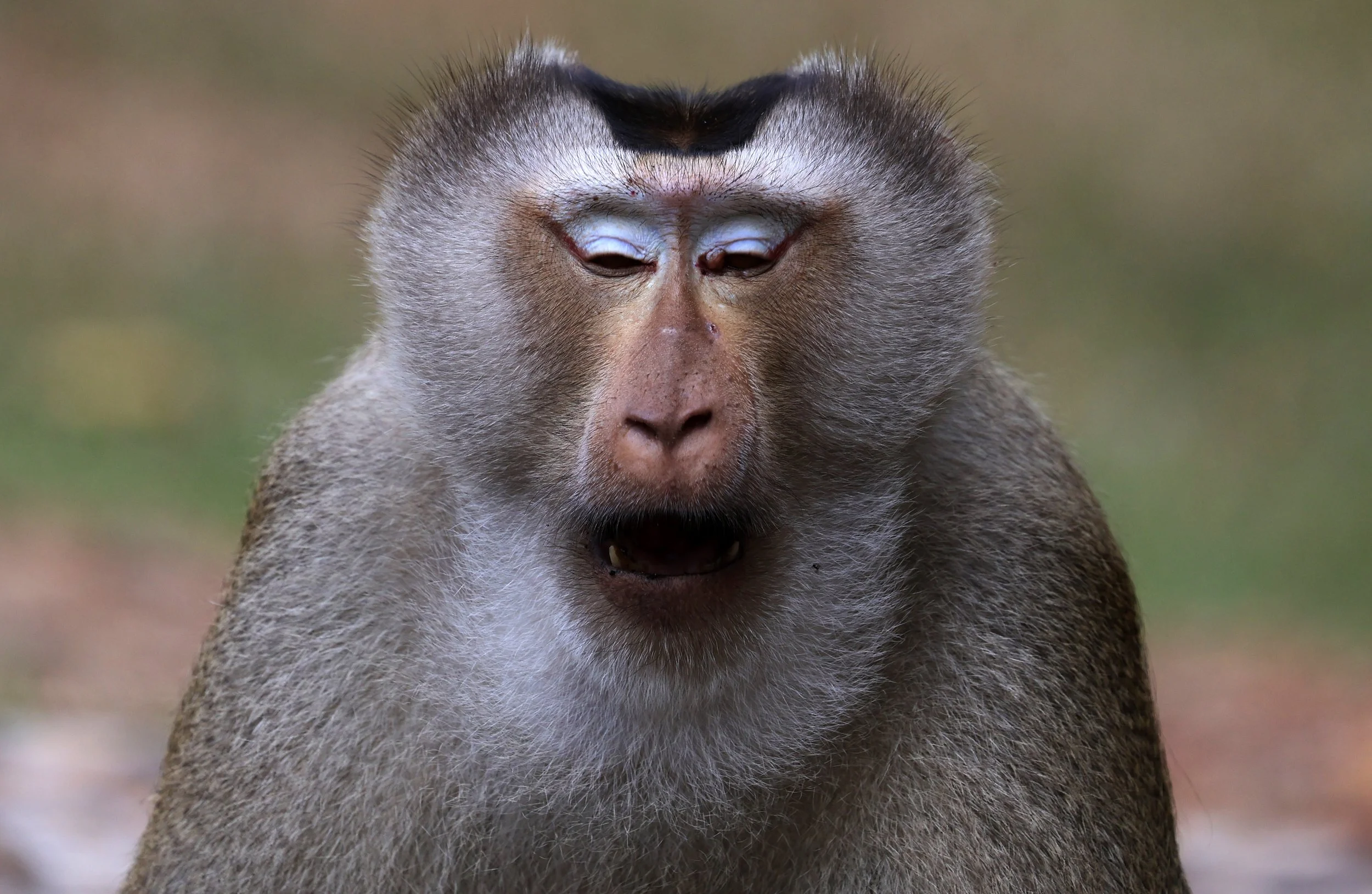Northern Pig-tailed Macaque (Macaca leonina) Khao Yai National Park Feb 2026 Day 3 (41).jpg