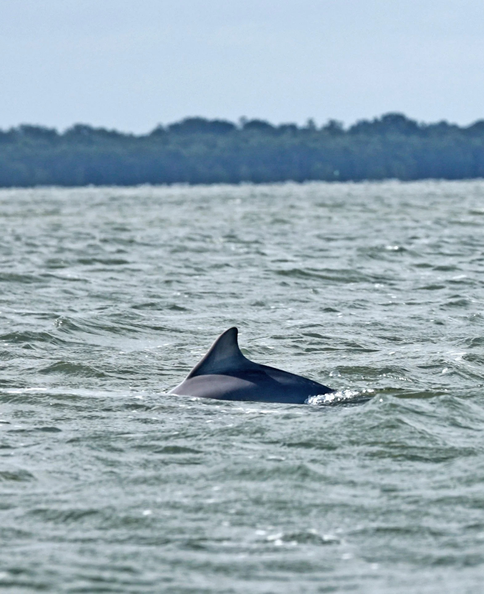 Guiana Dolphin (Sotalia guianensis) Superagüi National Park, Brazil (4).jpg