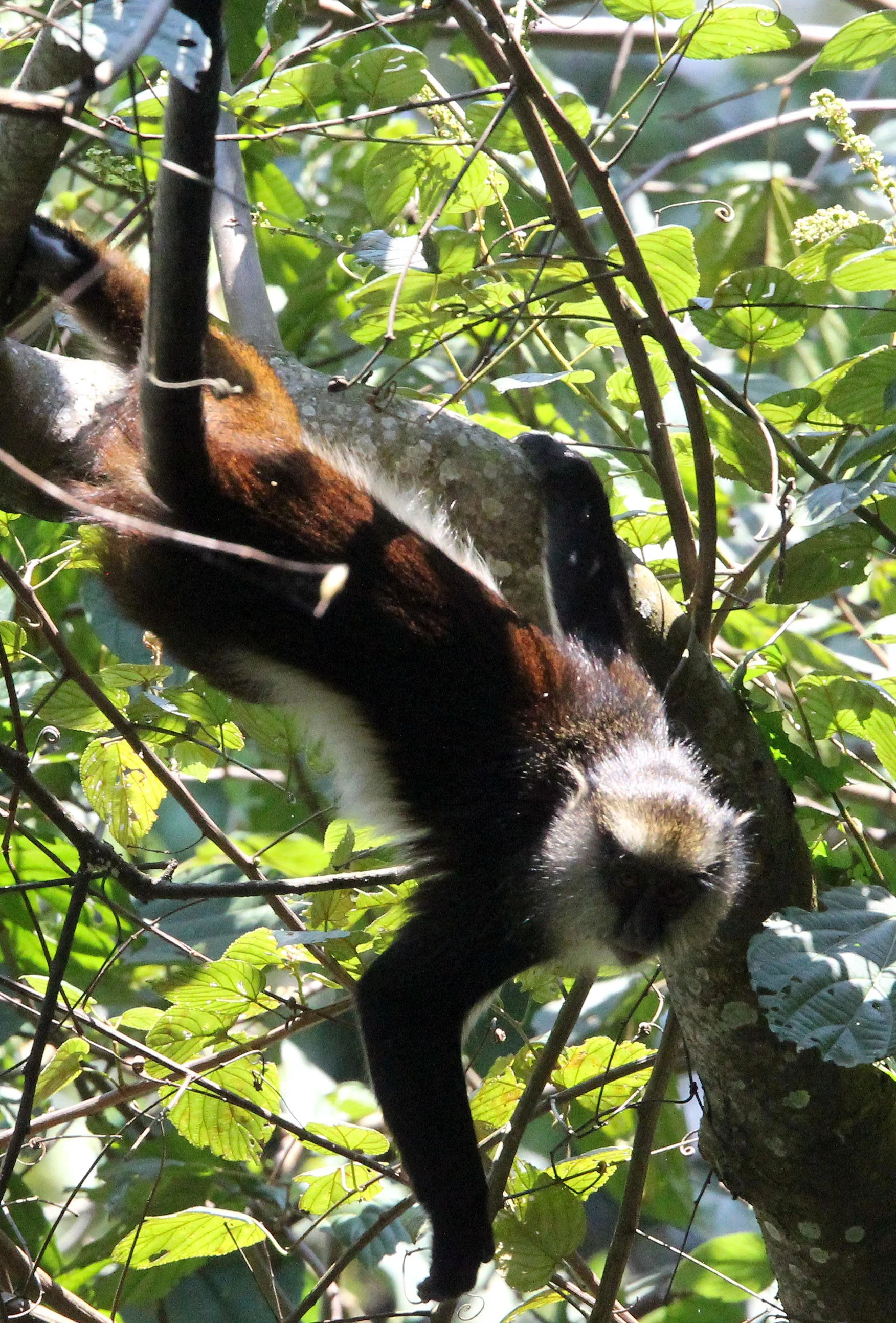 CERCOPITHECIDAE - Cercopithecus denti - DENT'S MONKEY - NYUNGWE NATIONAL PARK RWANDA (261).JPG