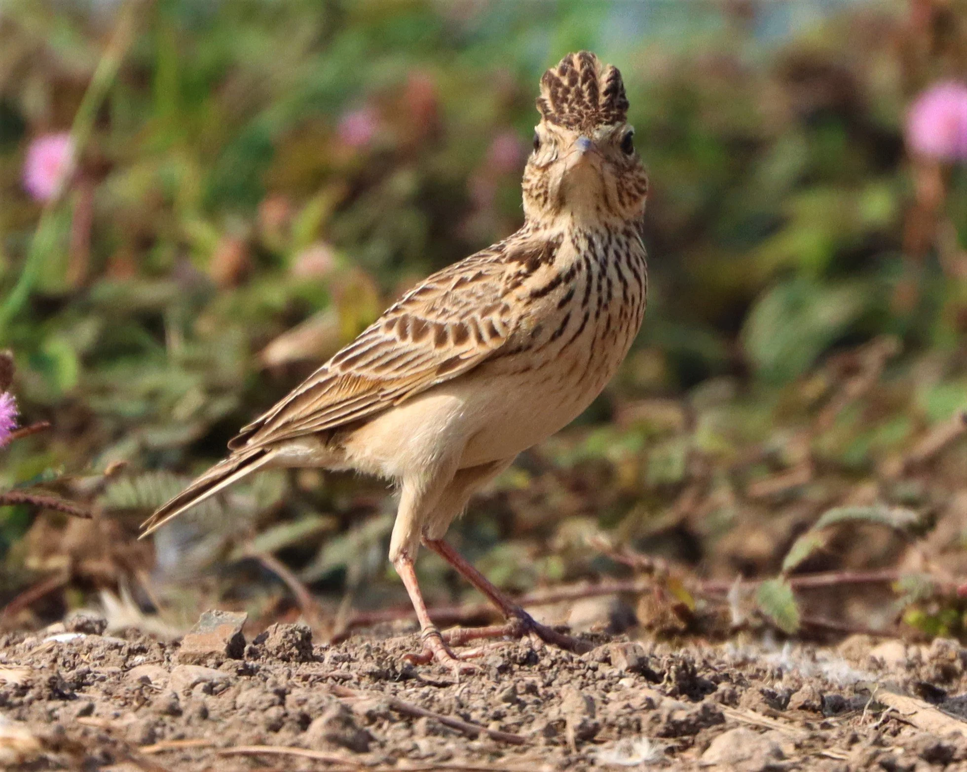 Oriental Skylark (Alauda gulgula) Bang Khaem Wetlands Nakhon Pathom (5).jpg