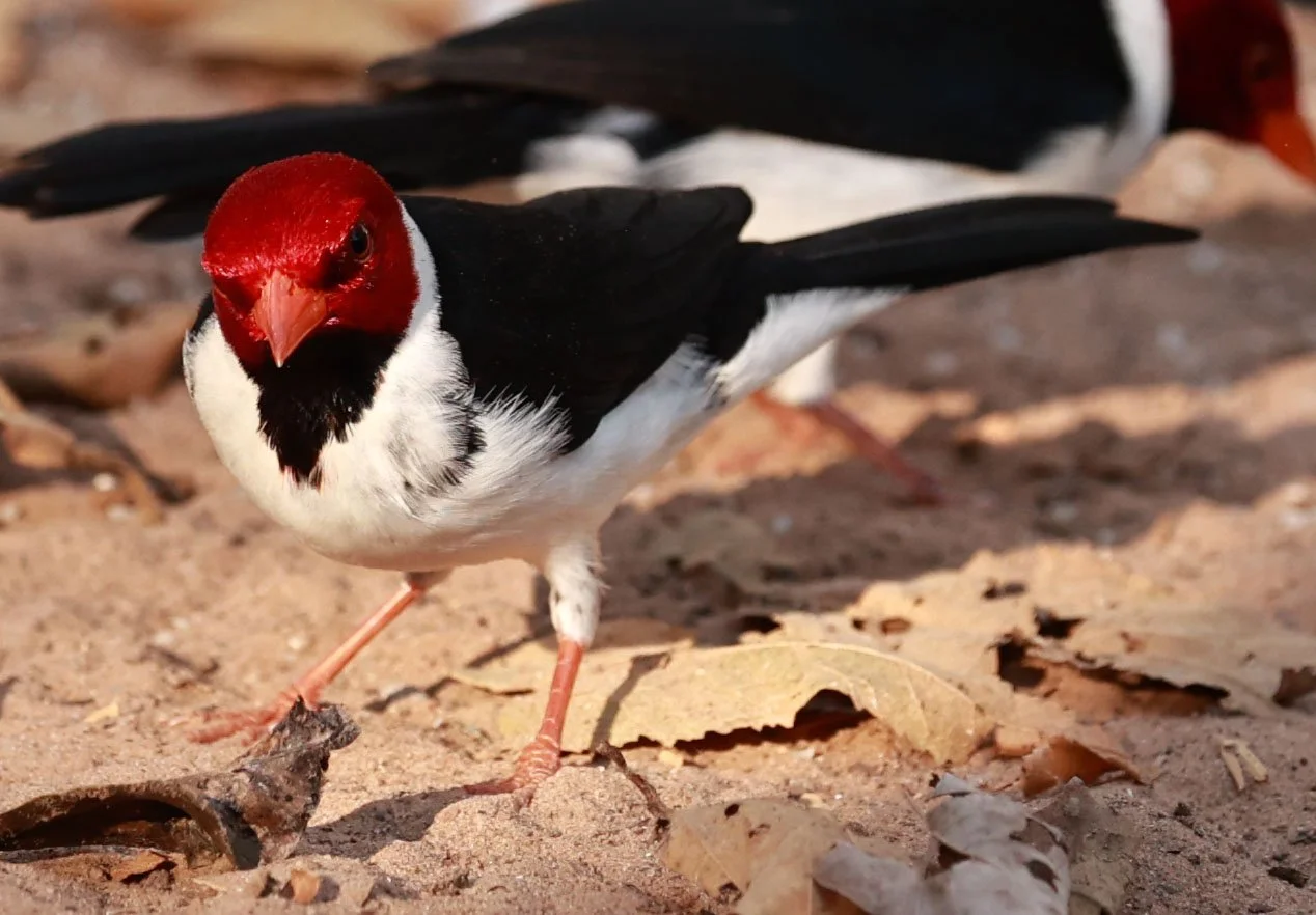 Genus Paroaria Red-cowled & Yellow-billed Cardinals — Coke Smith Wildlife