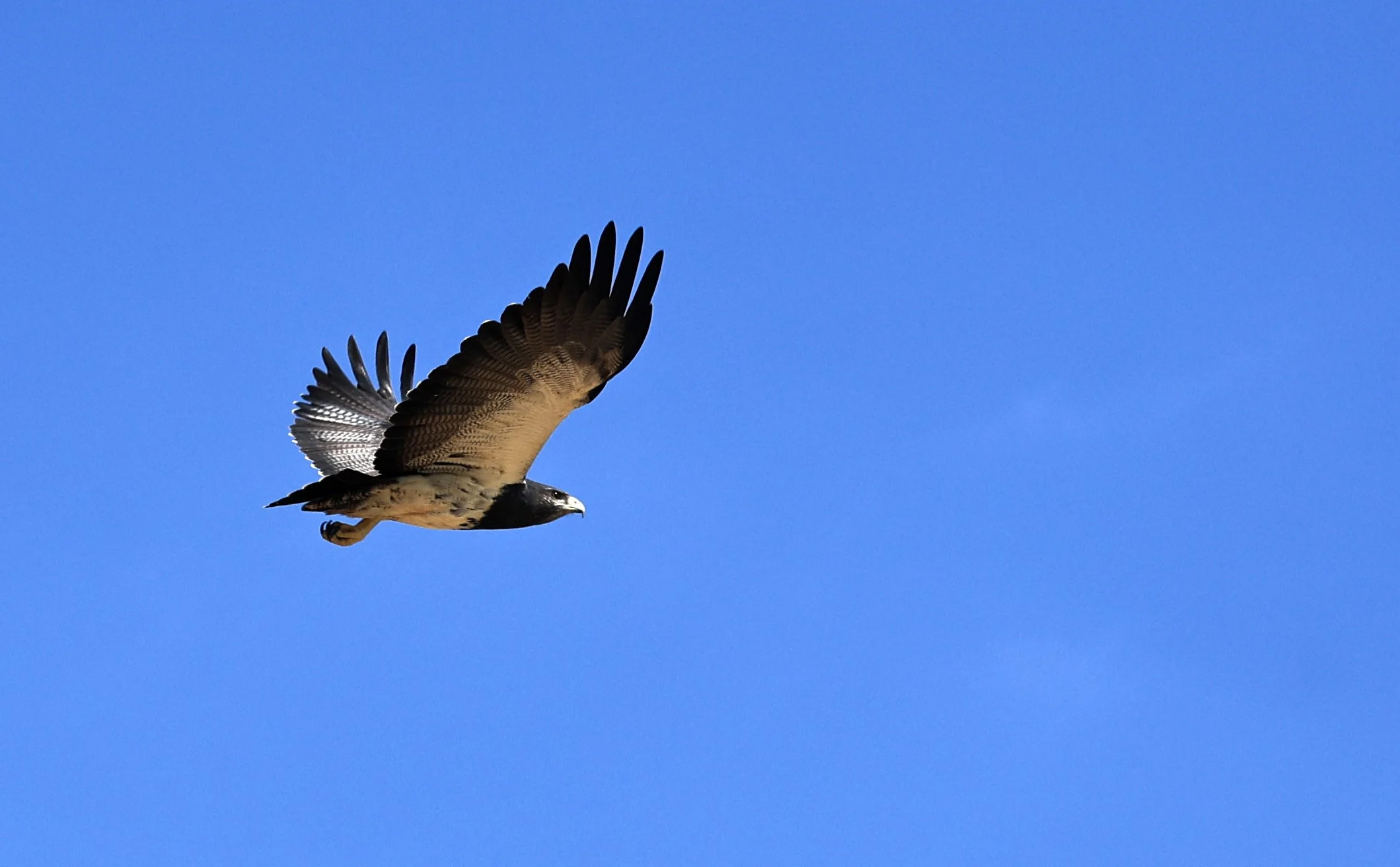 Black-chested buzzard-eagle (Geranoaetus melanoleucus) Chaco Lodge & Laguna Salada Paraguay (29).jpg