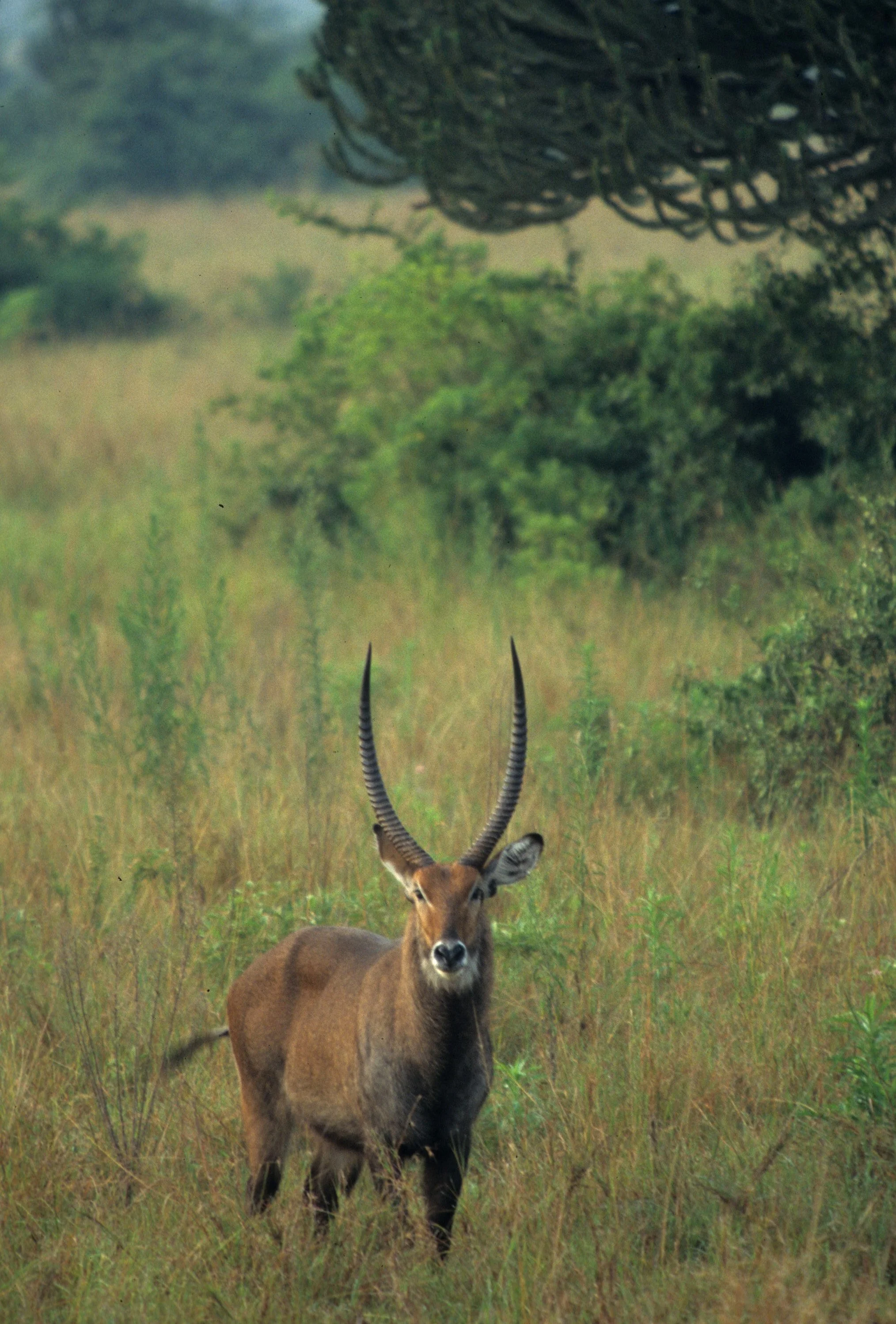 BOVID - WATERBUCK - DEFASSA - UGANDA (10).jpg