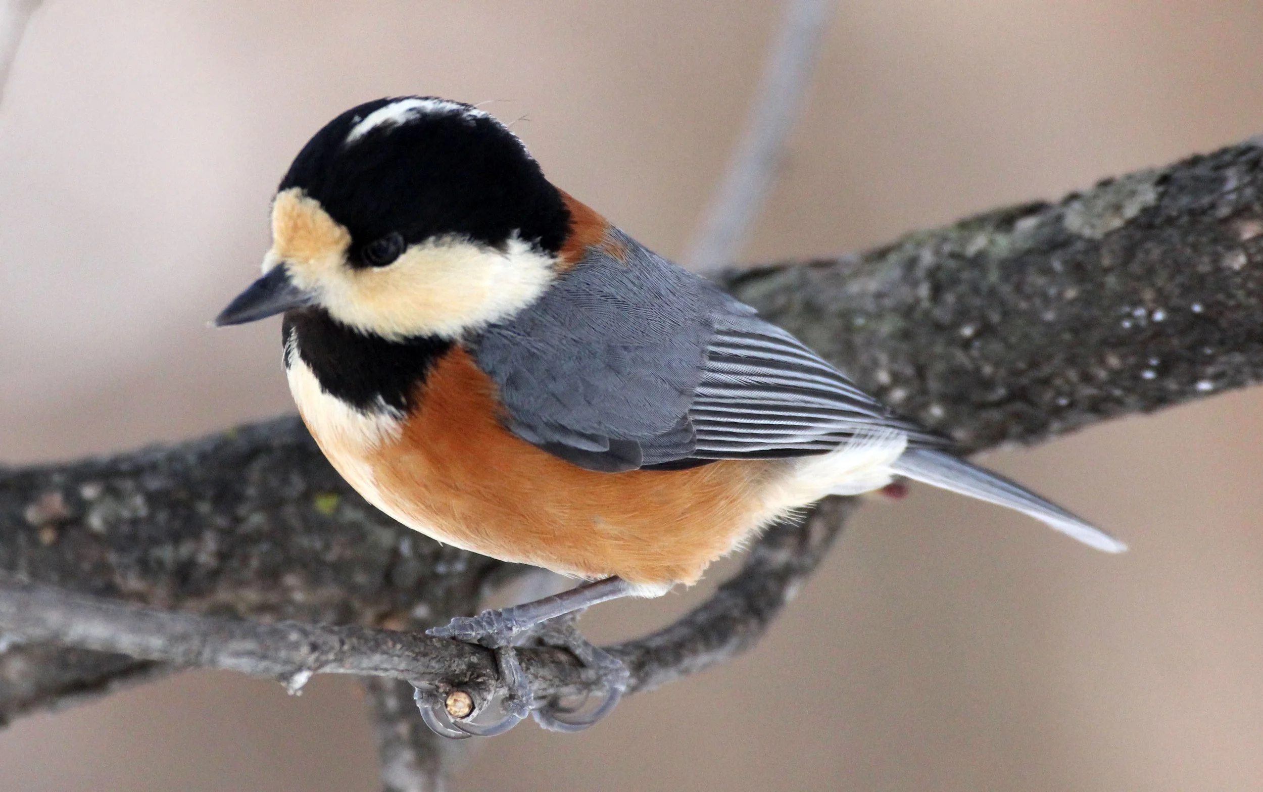 Varied Tit (Sittiparus varia) Kinohiroba Park, Abashiri Hokkaido, Japan (4).JPG