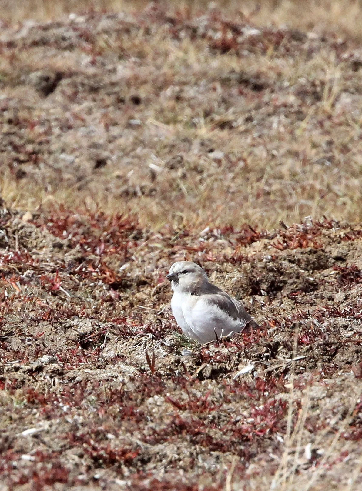 Mongolian Finch (Bucanetes mongolicus) Ku Hai Laike, Qinghai China (4).JPG