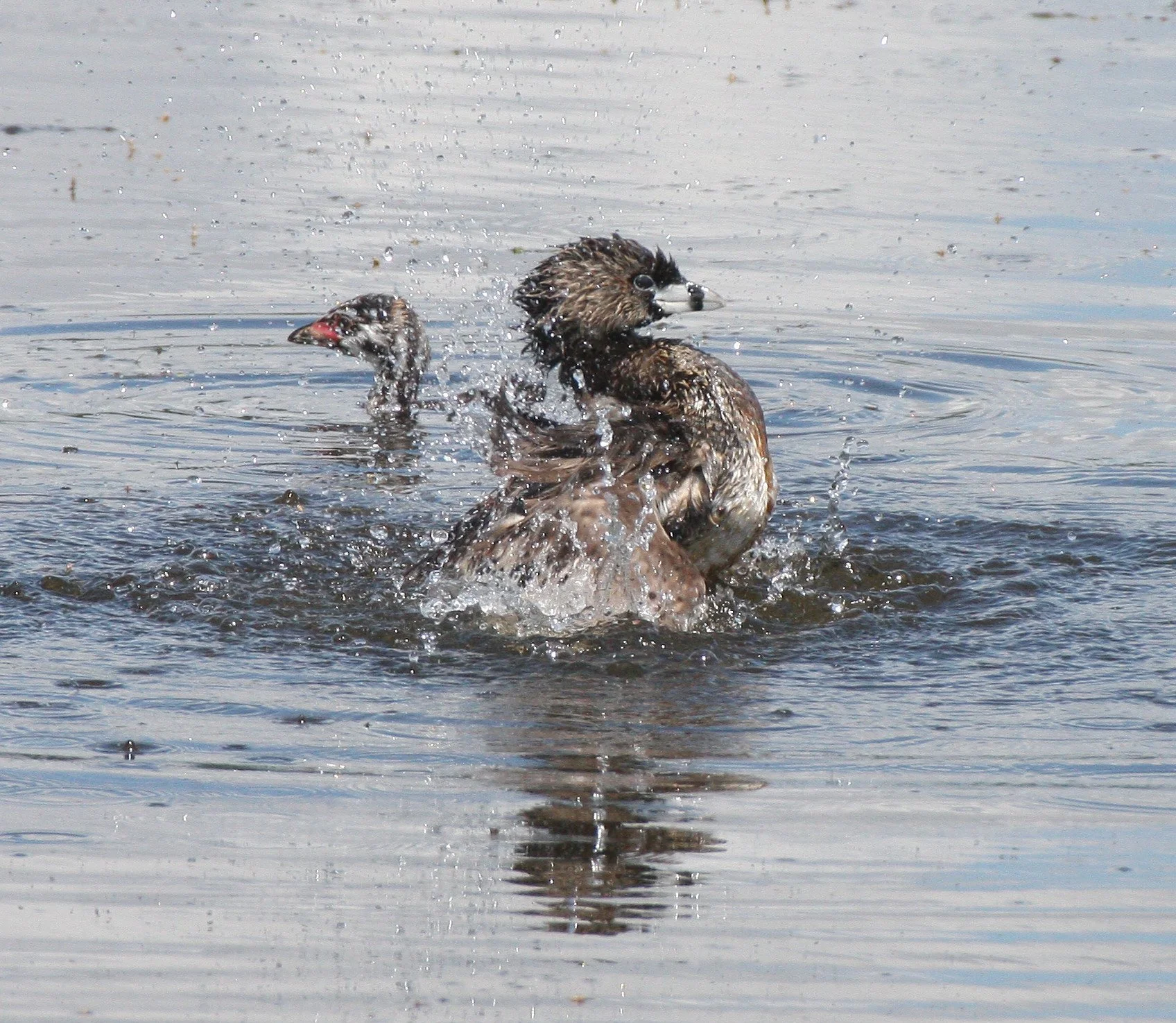 Pied-billed Grebe (Podilymbus podiceps) Ridgefield NWR Washington (51).JPG