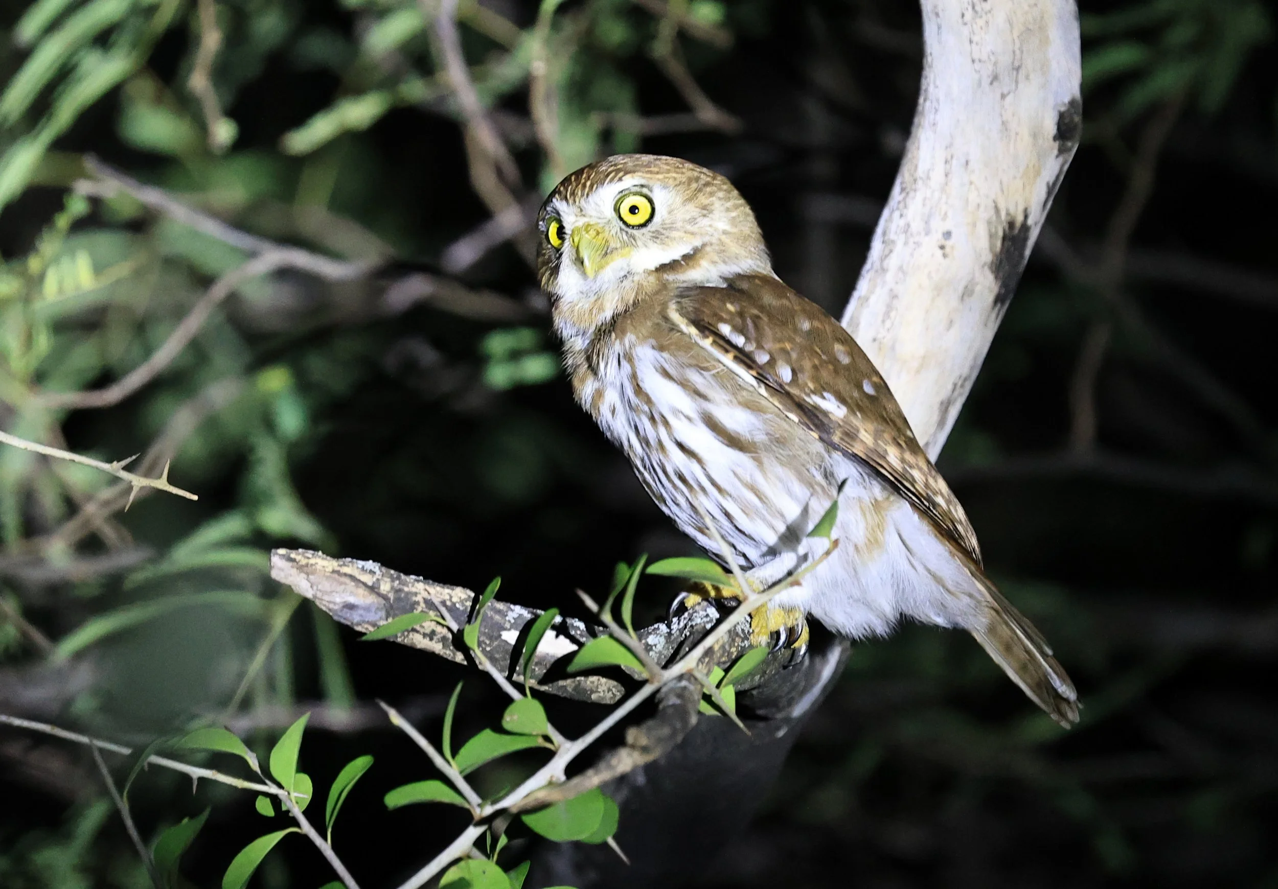 Ferruginous Pygmy-Owl (Glaucidium brasilianum) Reserva Nueland  Selva Serena (68).jpg