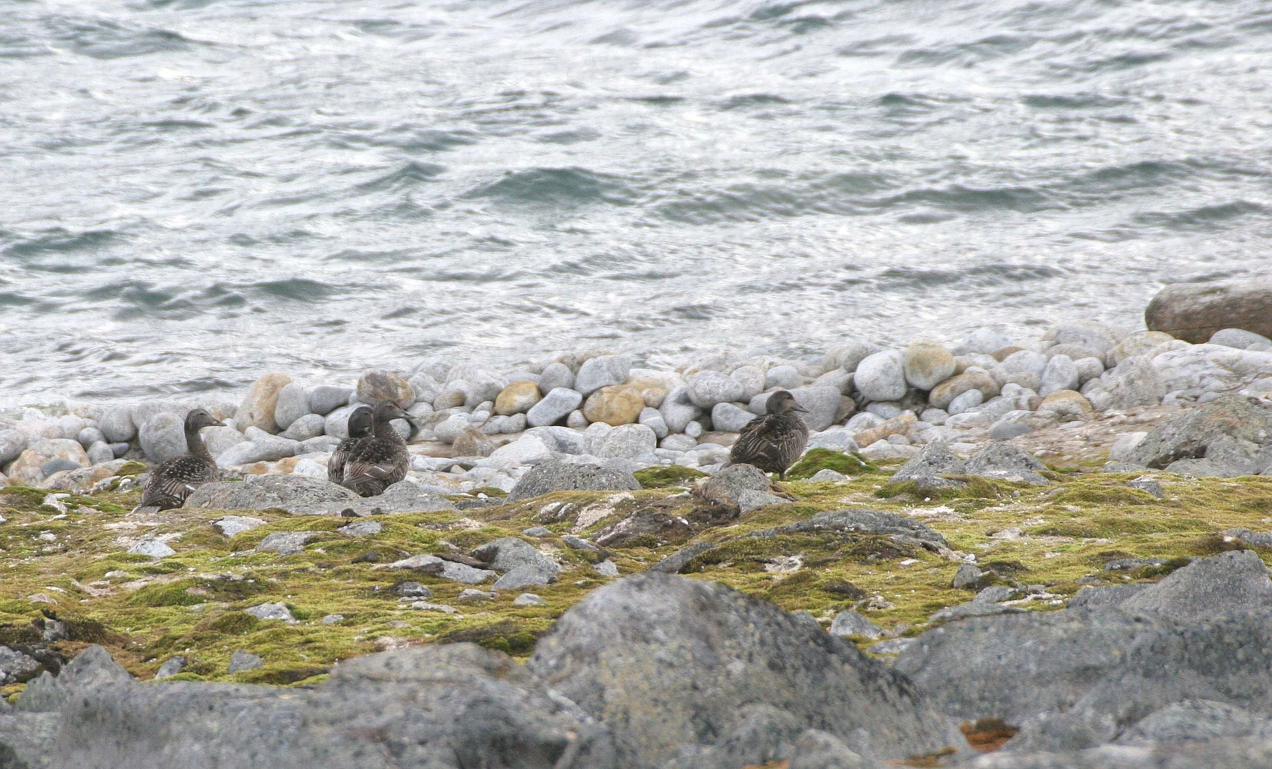 BIRD - TERN - ARCTIC TERN - SVALBARD (23).jpg