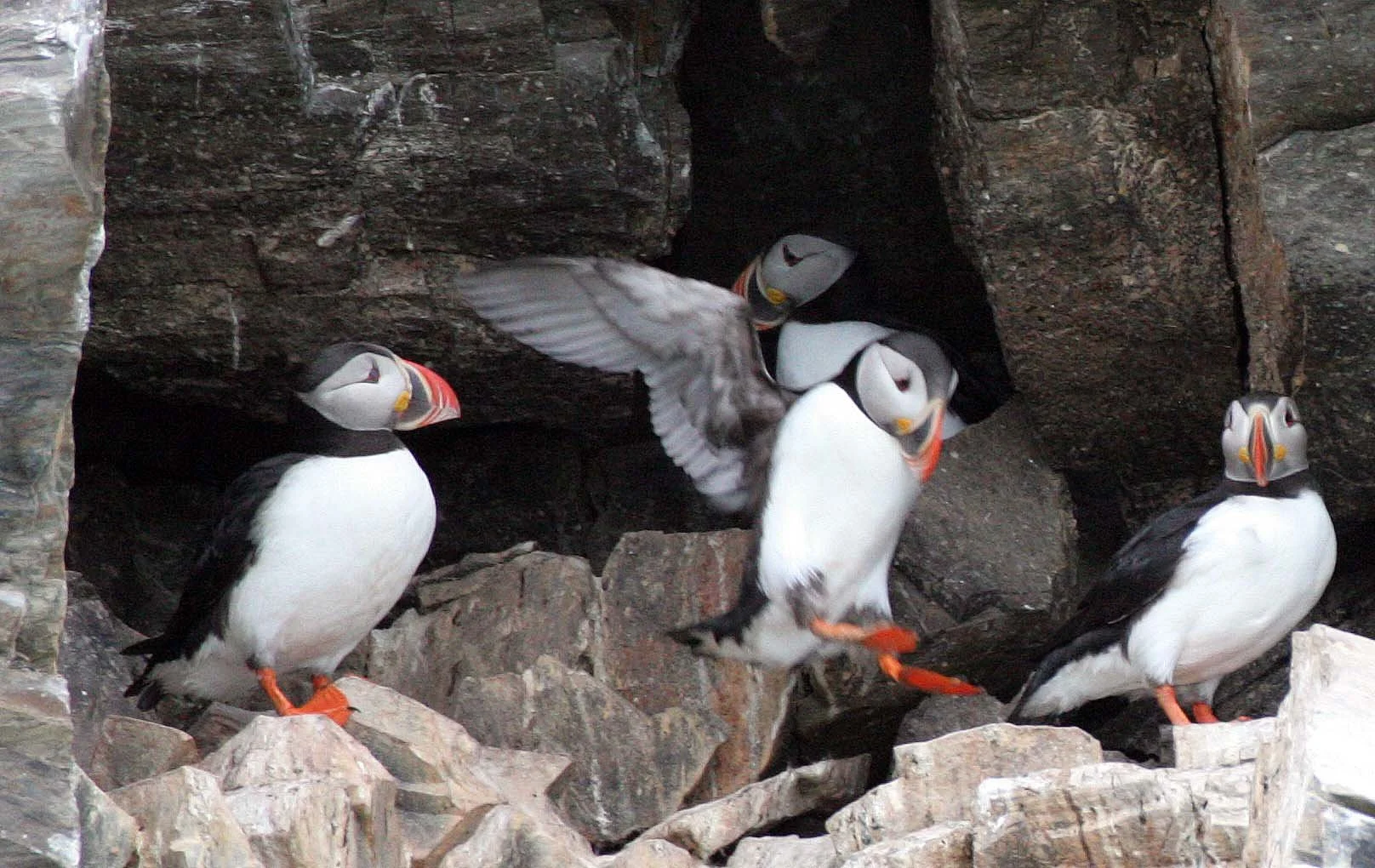 Fratercula arctica - ATLANTIC PUFFIN - SVALBARD (60).jpg
