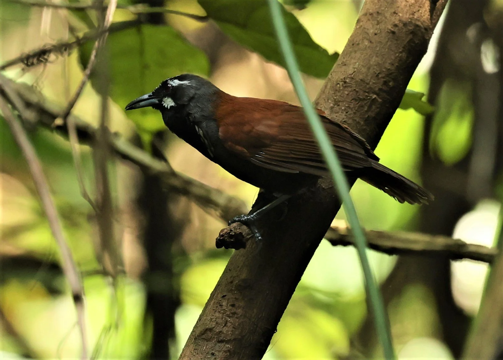 BABBLER- BLACK-THROATED BABBLER - Stachyris nigricollis - KRUNG CHING, KHAO LUANG NP NST, APRIL 2022 (46).jpg