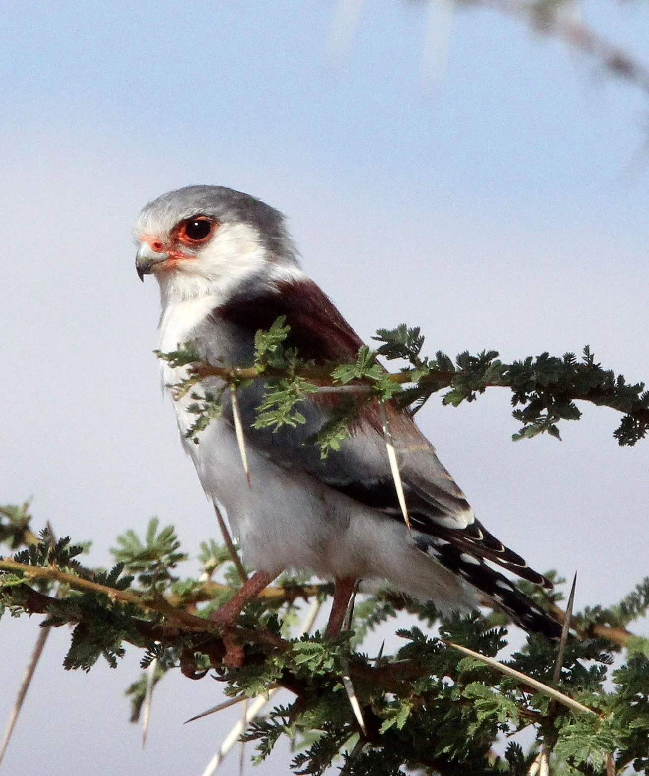 Polihierax semitorquatus - AFRICAN PYGMY FALCON - SAMBURU NATIONAL PARK KENYA (7).JPG