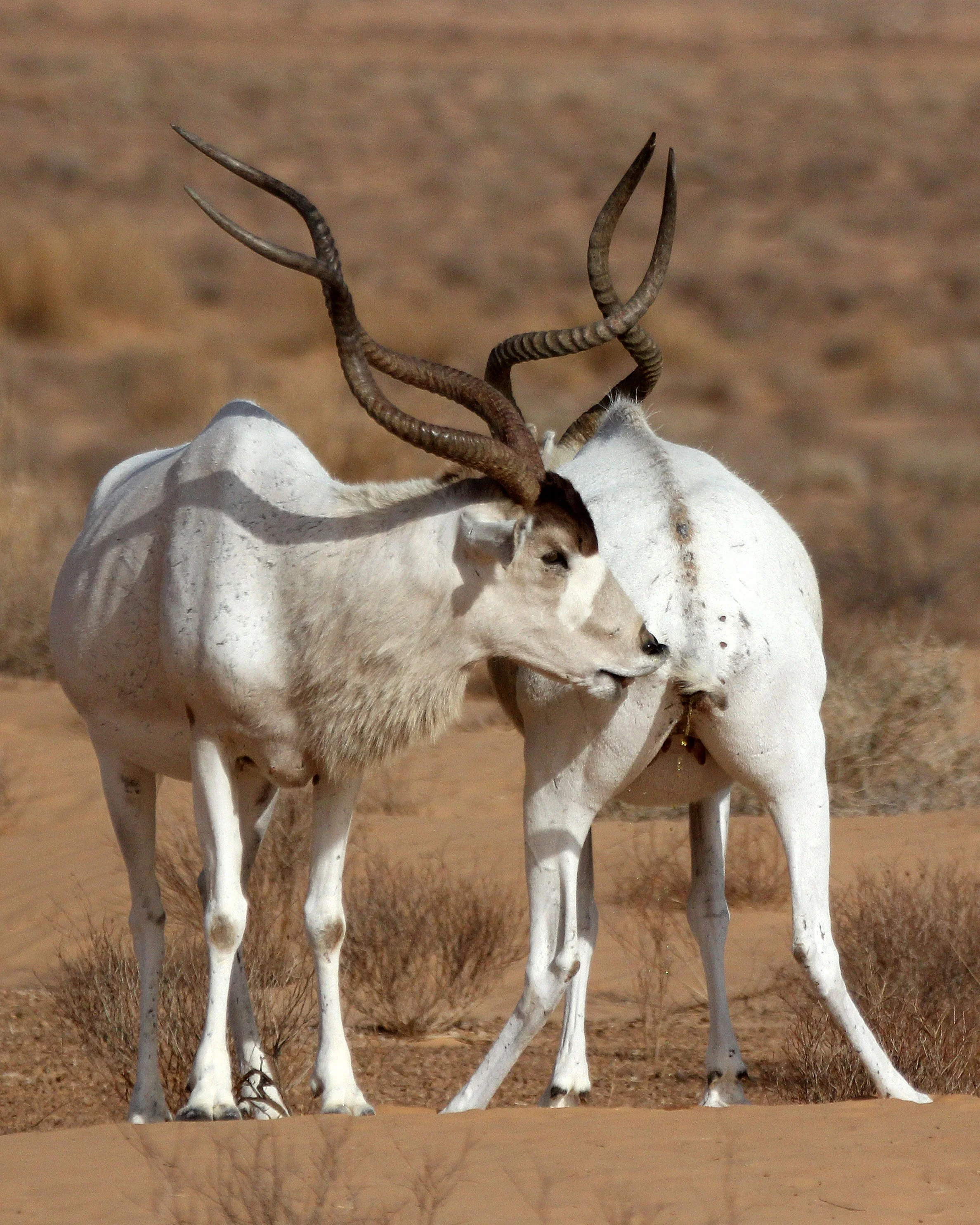 ADDAX - Addax nasomaculatus - JEBIL NATIONAL PARK TUNISIA (153).JPG