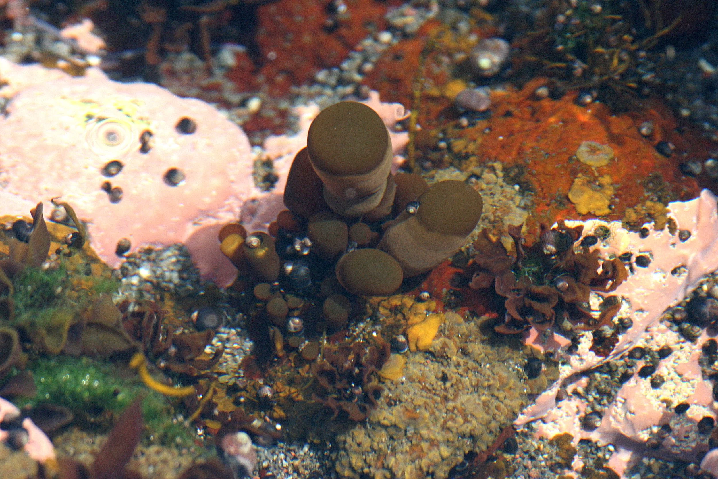 KURIL ISLAND - FLORA (58).jpg