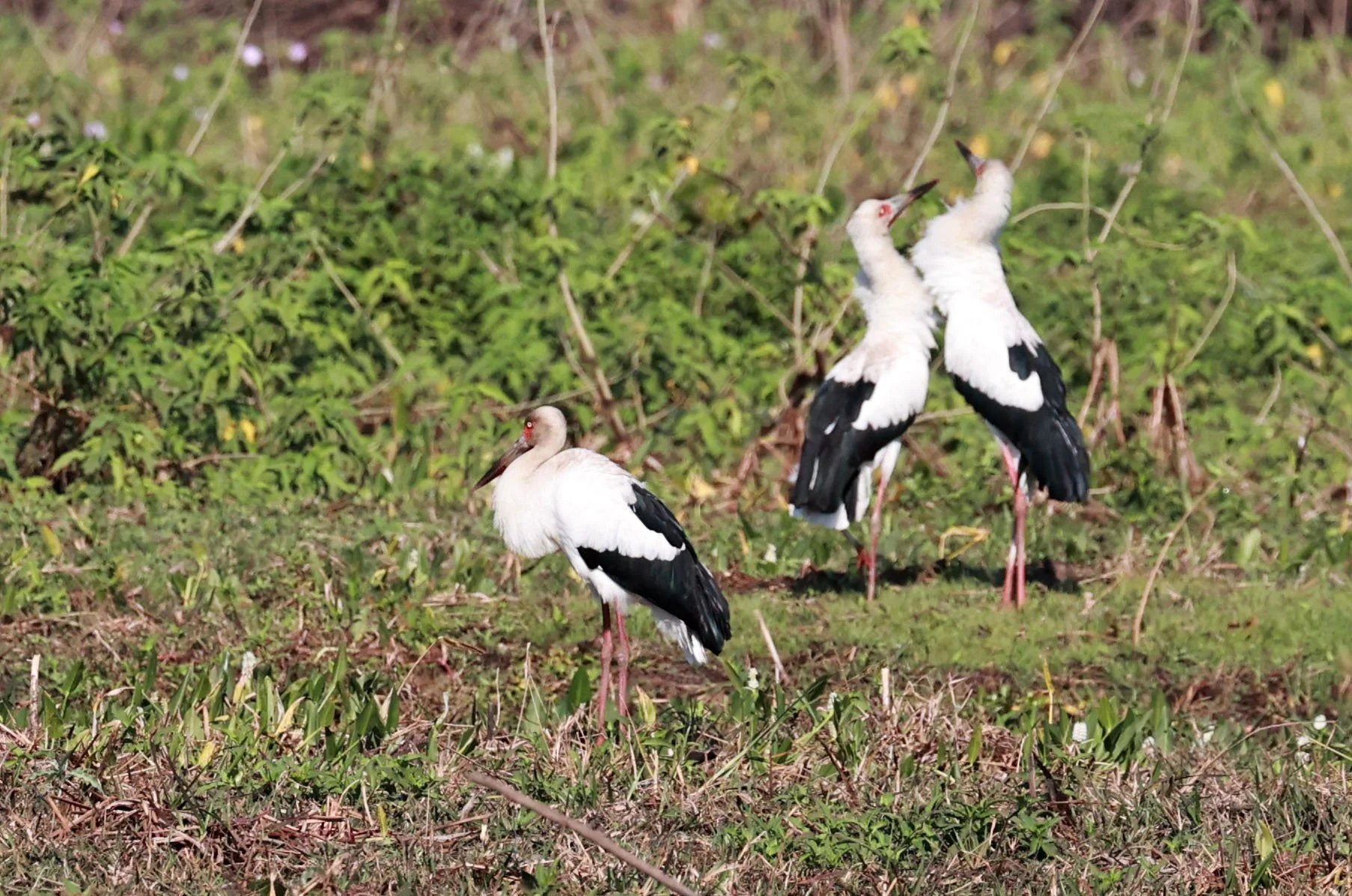 Stork - Maguari Stork - Ciconia maguari - Pantanal - Mato Grosso, Transpantaneira M-060 (15).jpg