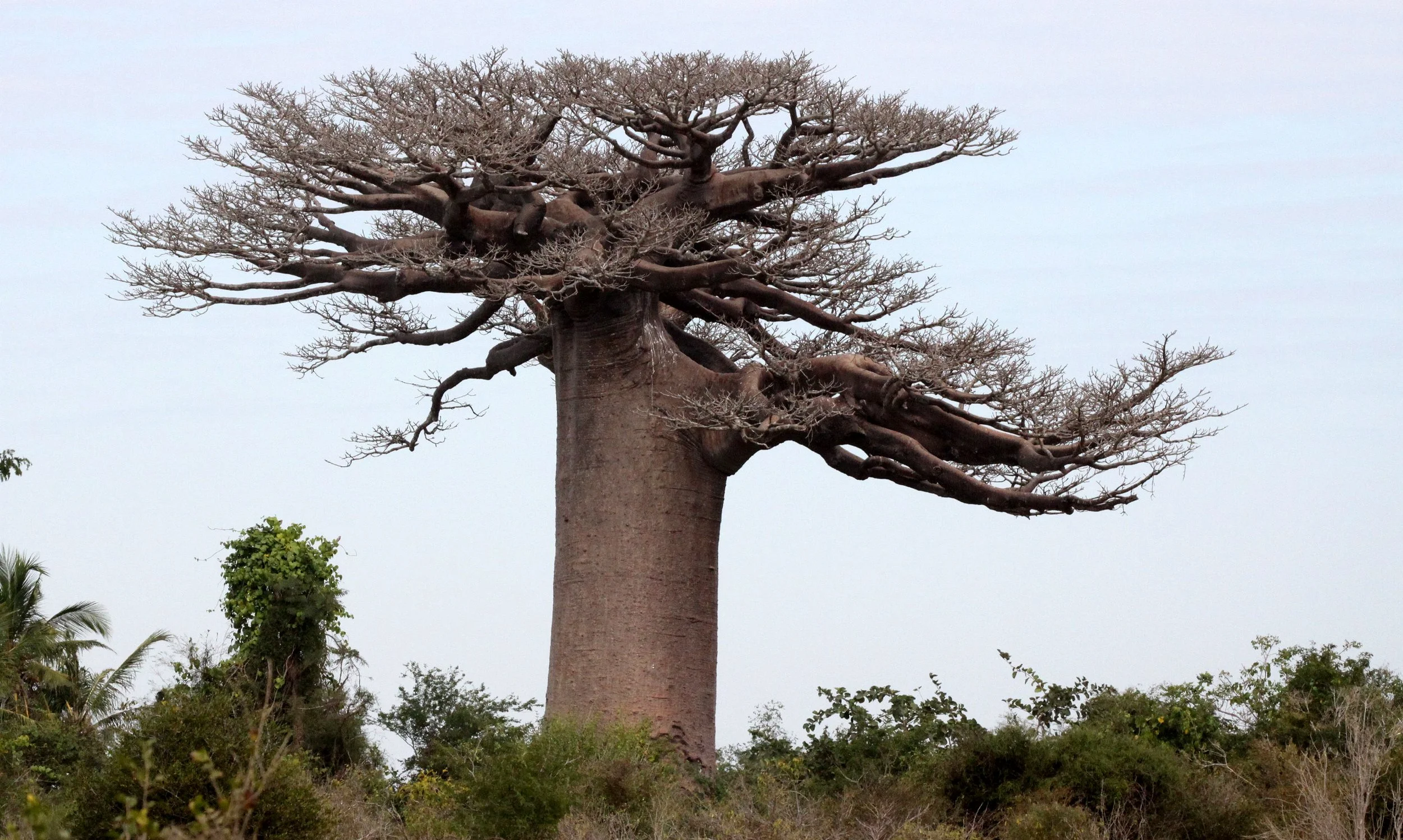 PLANT - BAOBAB - ADANSONIA GRANDIDIERI - AVENUE DU BAOBABS - KIRINDY NATIONAL PARK - MADAGASCAR (34).JPG