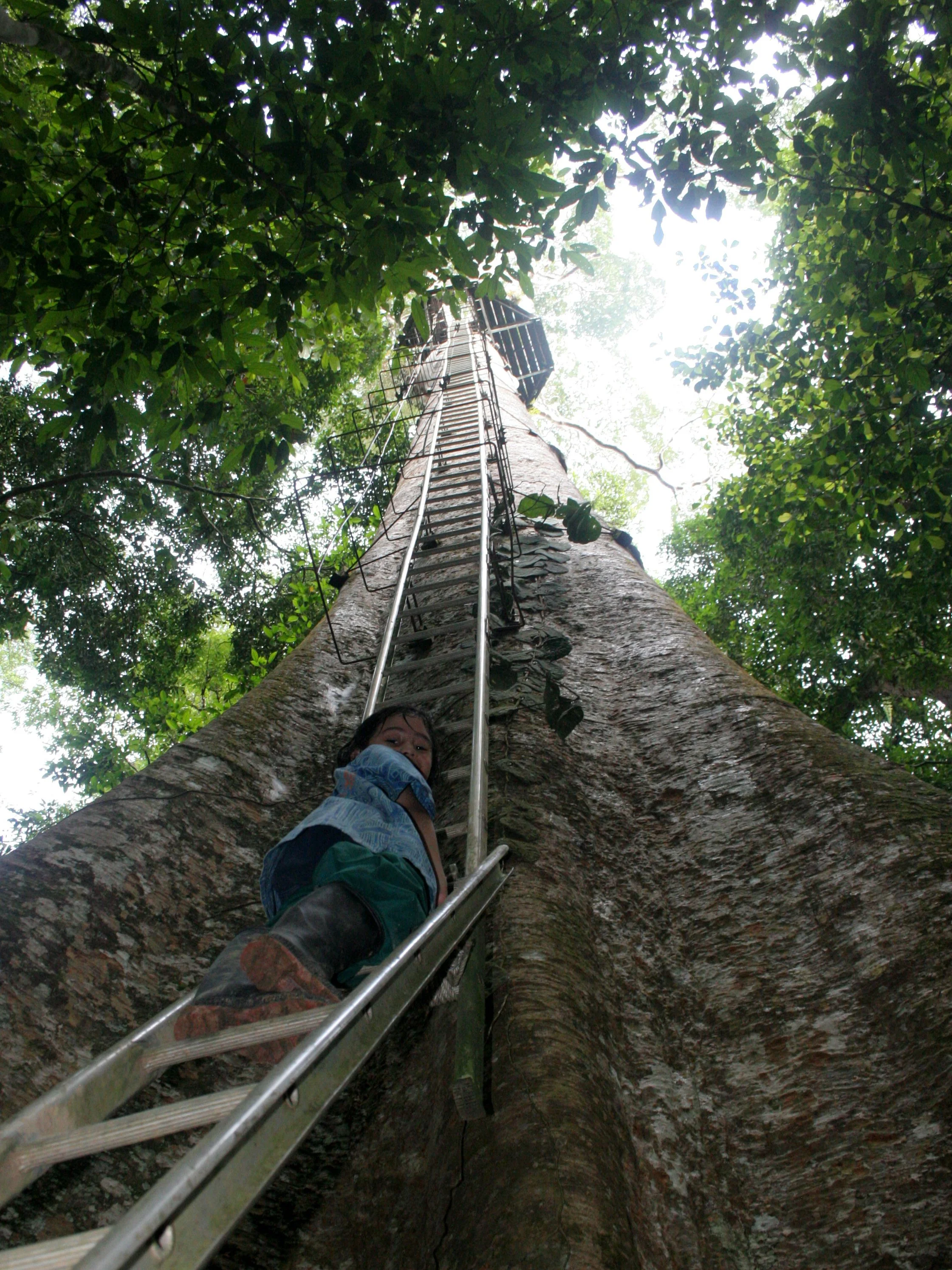 DANUM VALLEY BORNEO - TREE PLATFORM.JPG