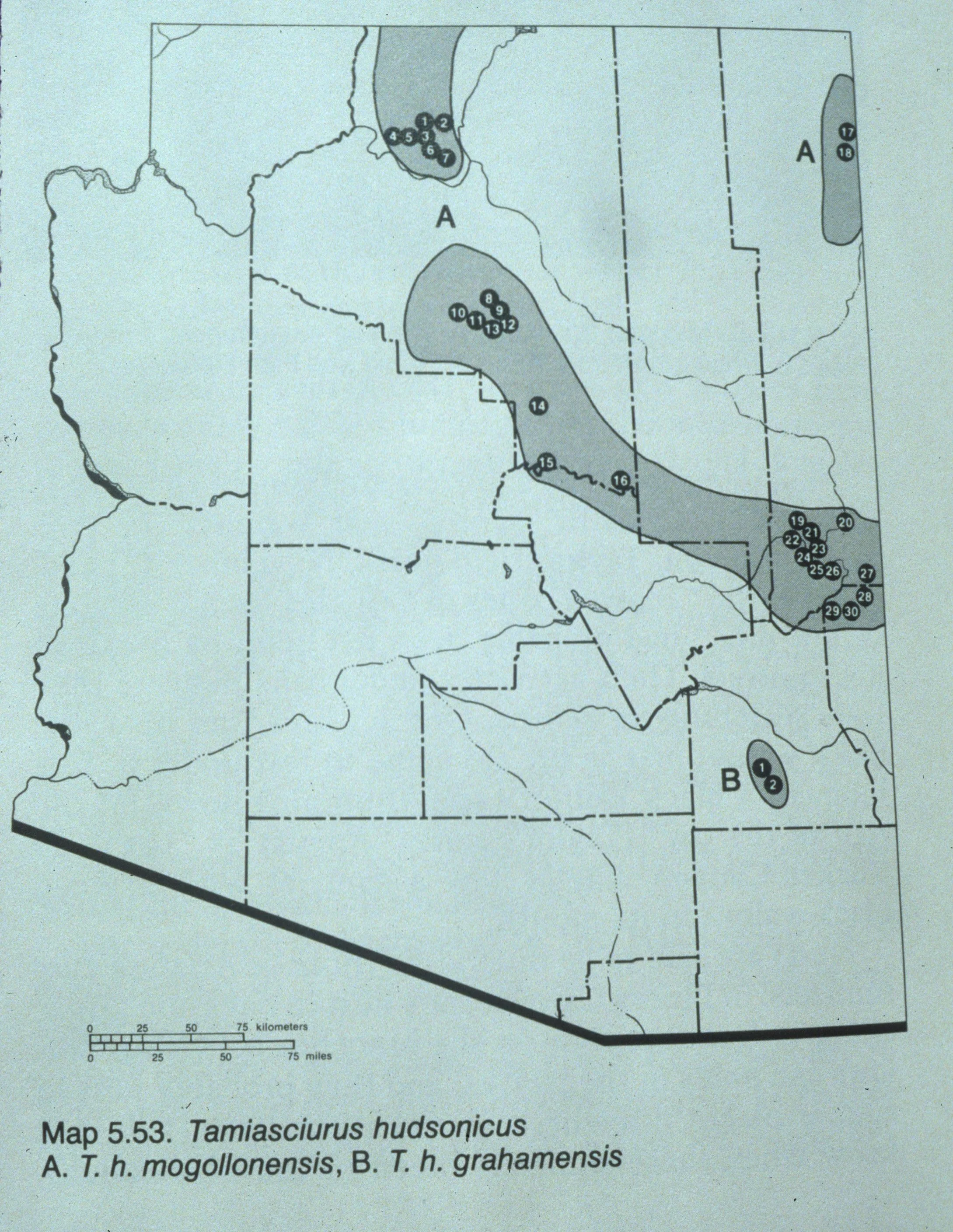 ARIZONA - MOUNT GRAHAM RED SQUIRREL DISTRIBUTION.jpg