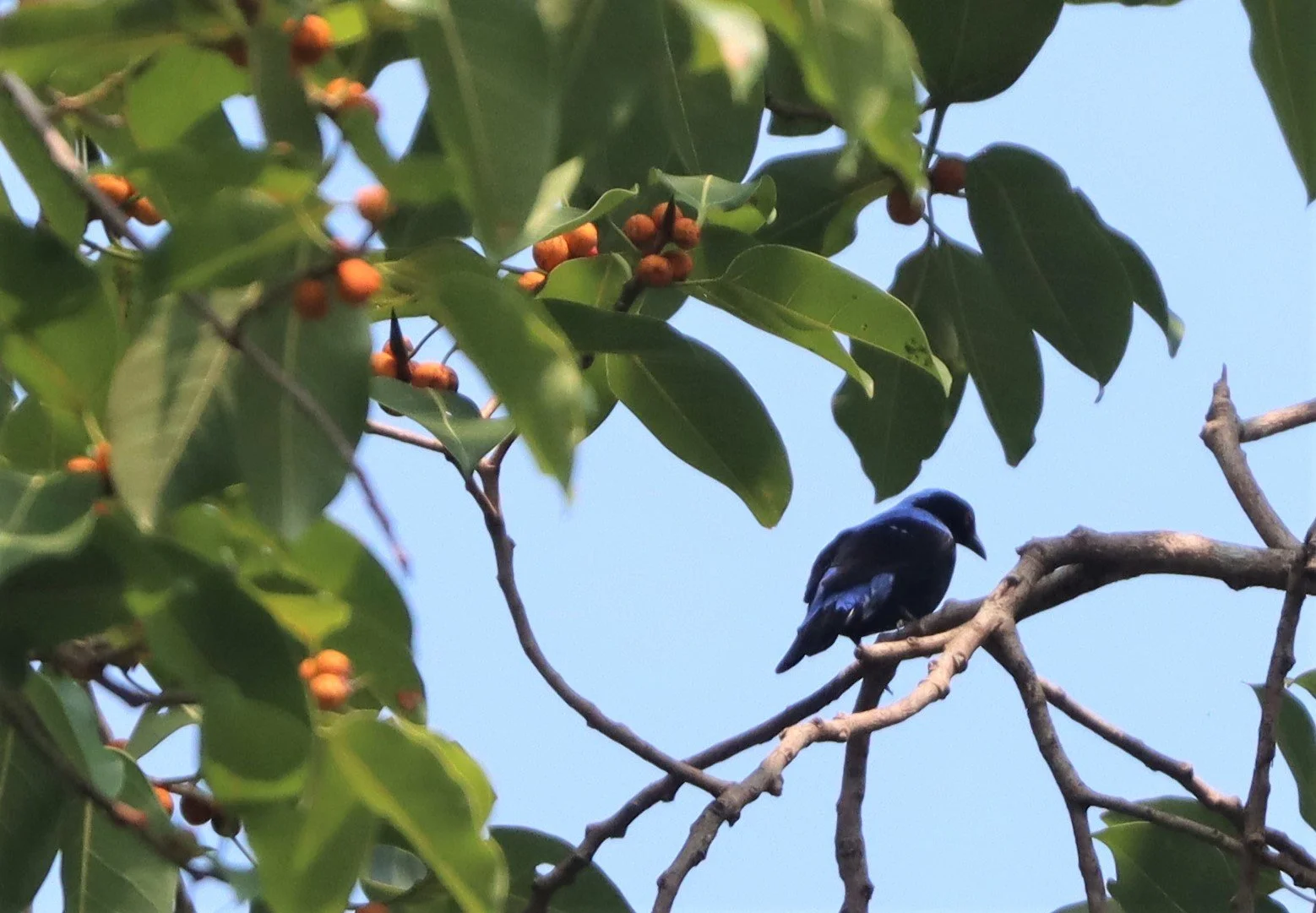 ASIAN FAIRY BLUEBIRD - Irena puella - KHAO YAI.jpg