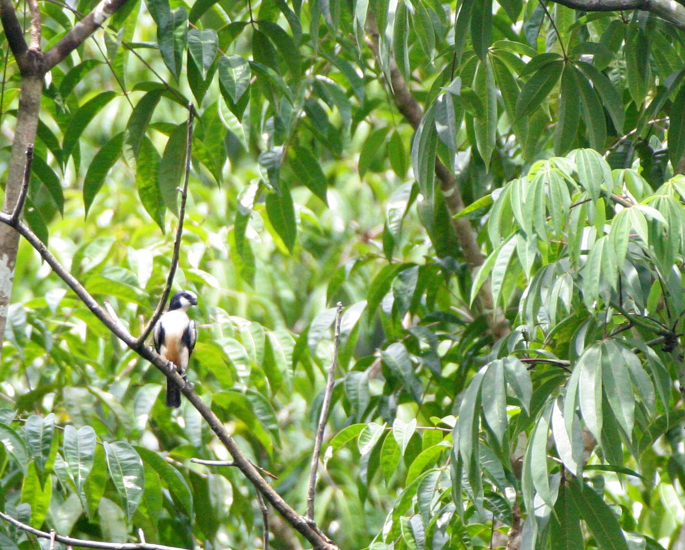 Microhierax latifrons - WHITE-FRONTED FALCONET - DANUM VALLEY BORNEO  (8).JPG