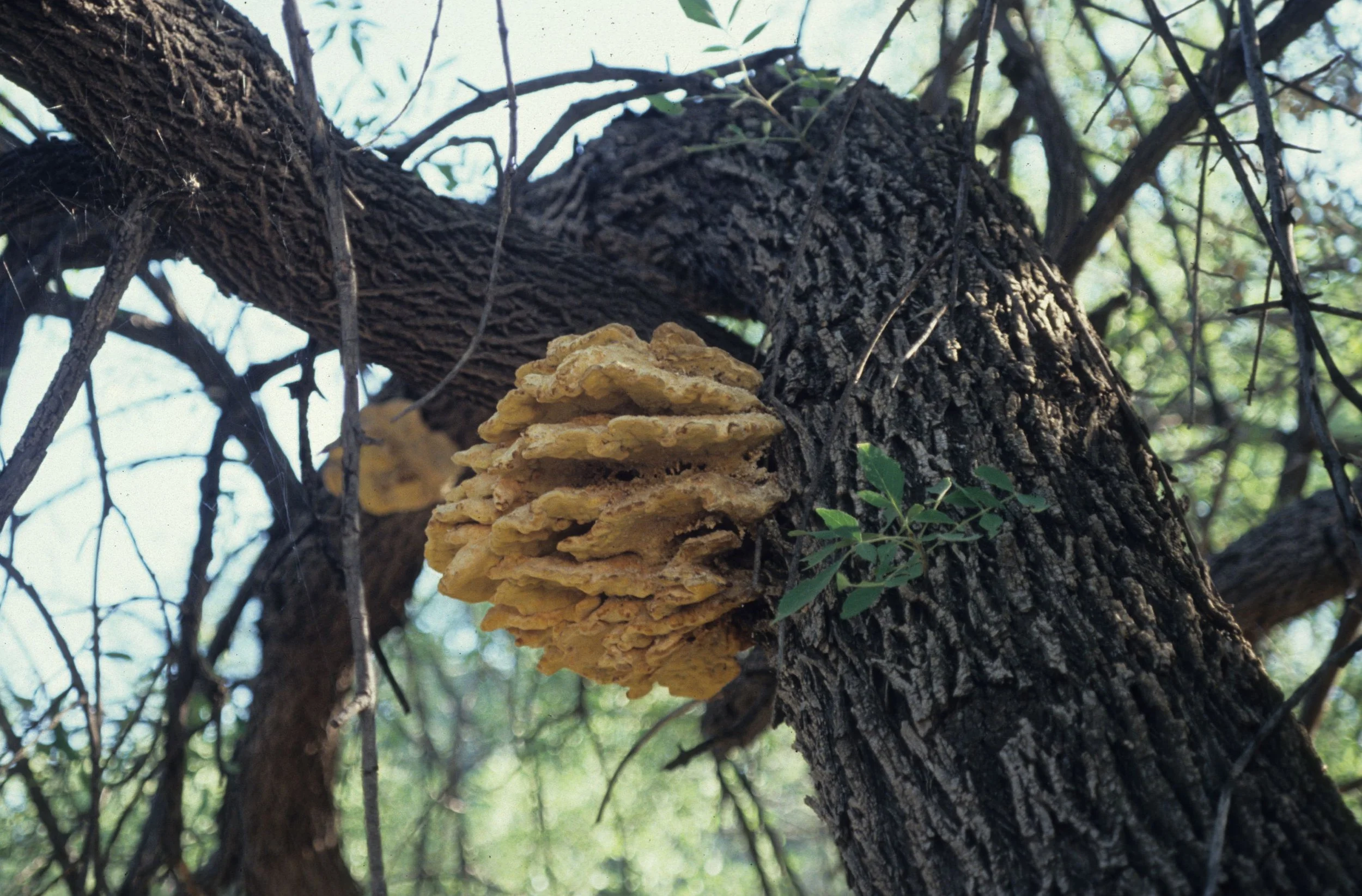 ARIZONA - MADERA CANYON - TEXAS CANYON SHELF FUNGUS FROM HELL.jpg