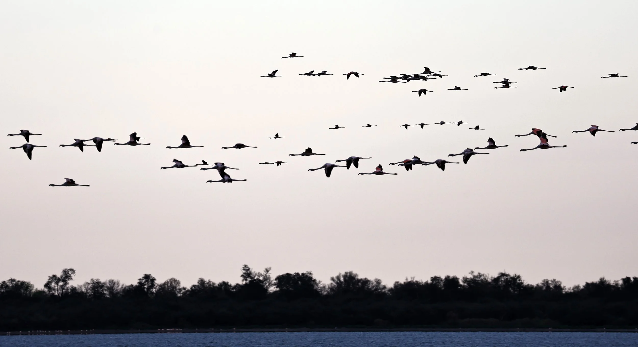 Chilean Flamingo (Phoenicopterus chilensis) Chaco Lodge & Laguna Salada Paraguay (107).jpg