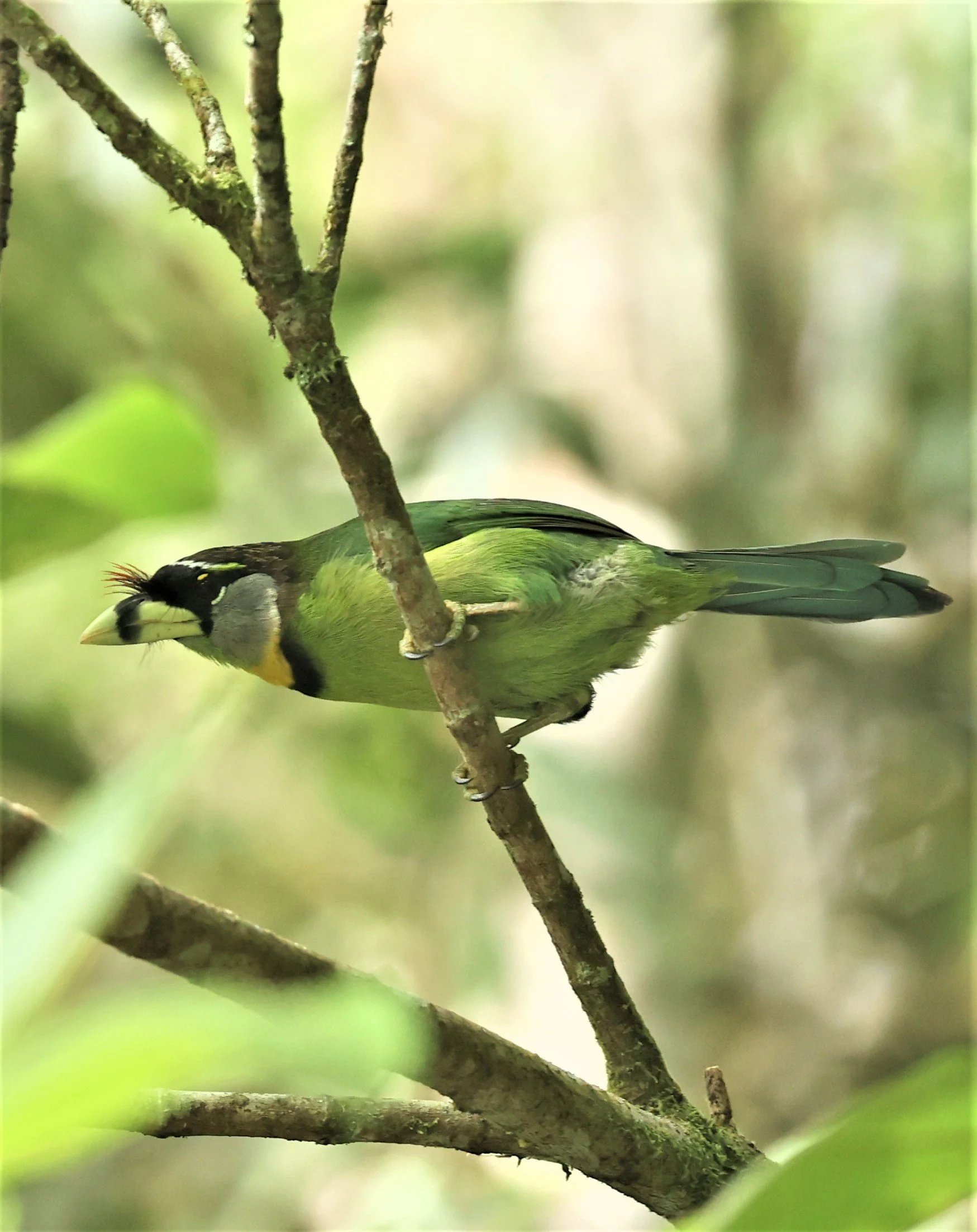 Psilopogon pyrolophus - FIRE-TUFTED BARBET - FRASER'S HILL, MALAYSIA JUNE 2022 (24).jpg