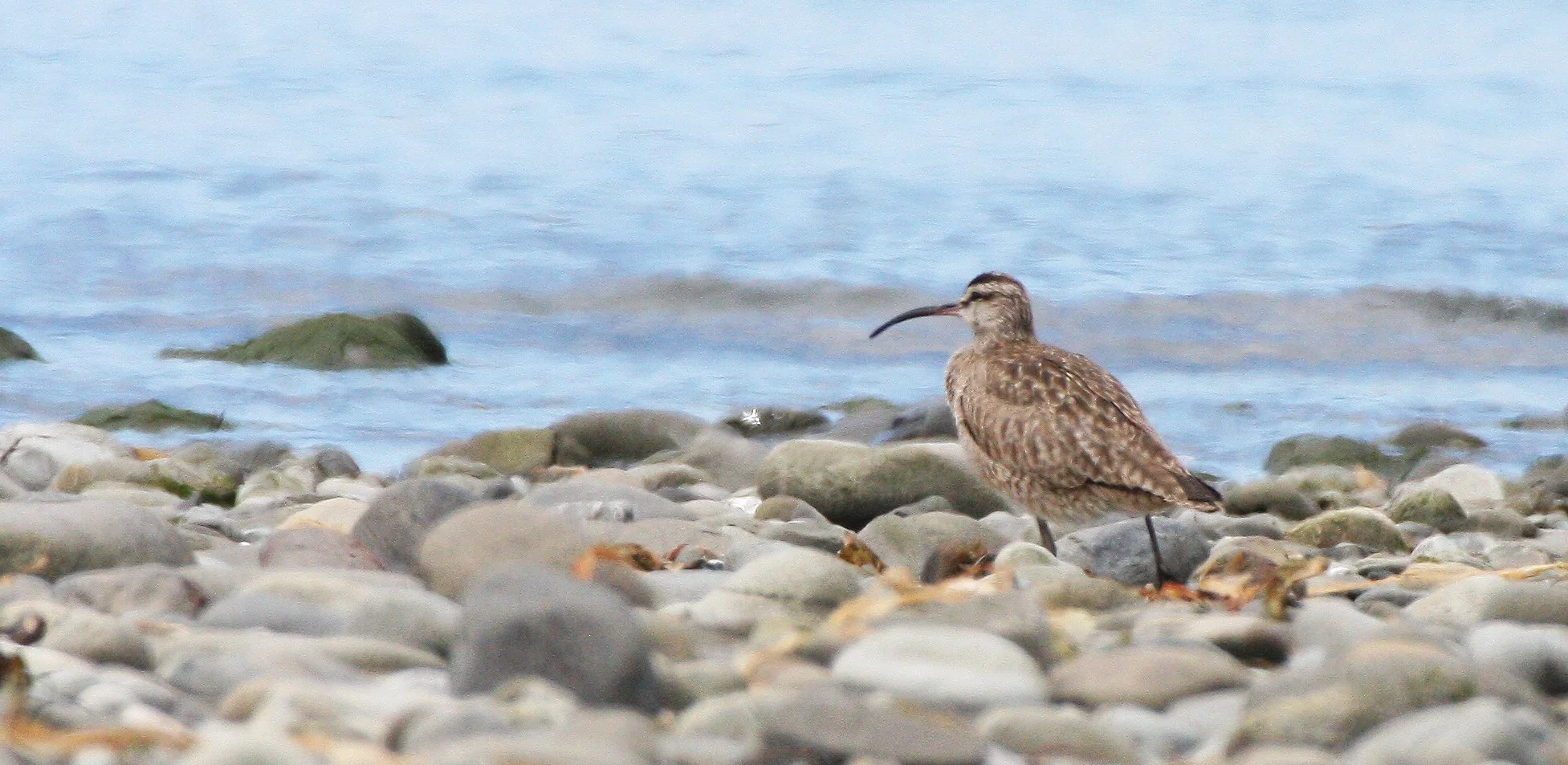 BIRD - WHIMBREL - ELWHA RIVER MOUTH WA (6).JPG