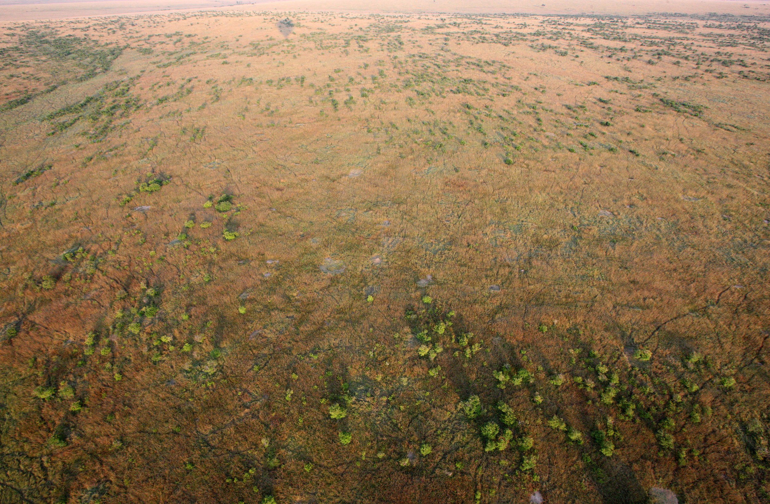 MASAI MARA NATIONAL PARK KENYA (109).JPG