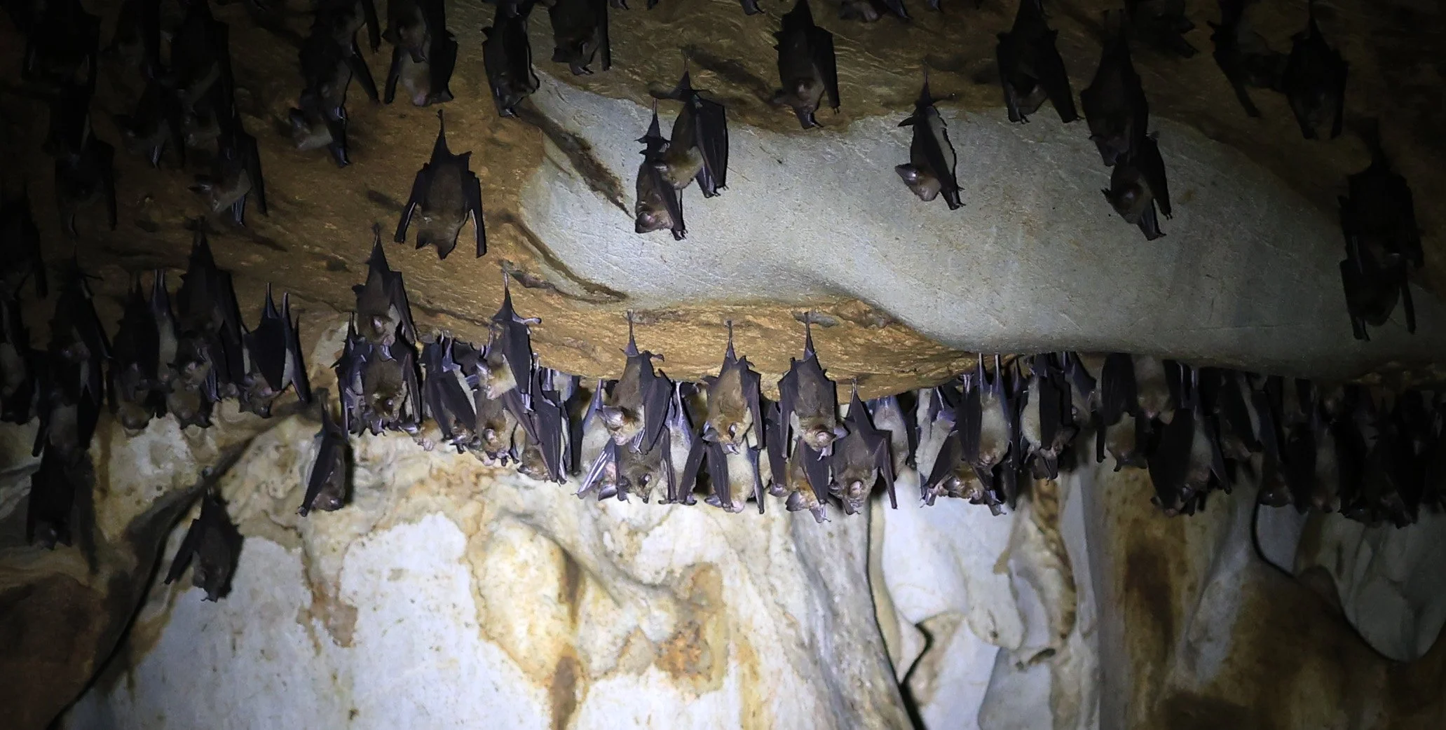Horsfield’s Leaf-nosed Bat (Hipposideros.larvatus) Wat Tham Sila Thong Temple Pak Chong Thailand near Khao Yai (46).jpg